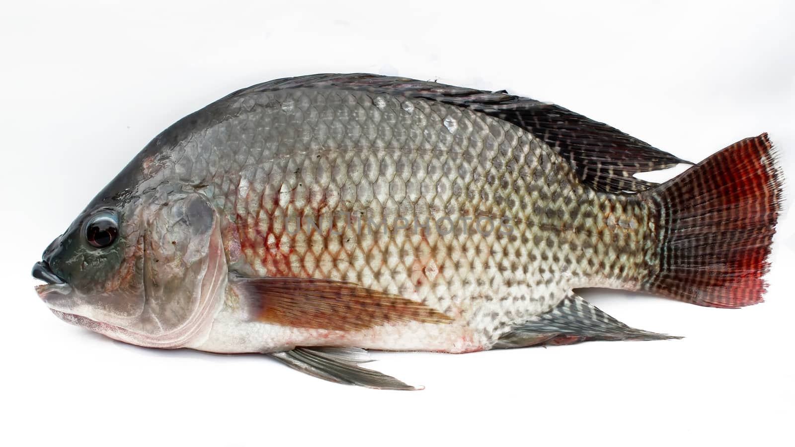Tilapia