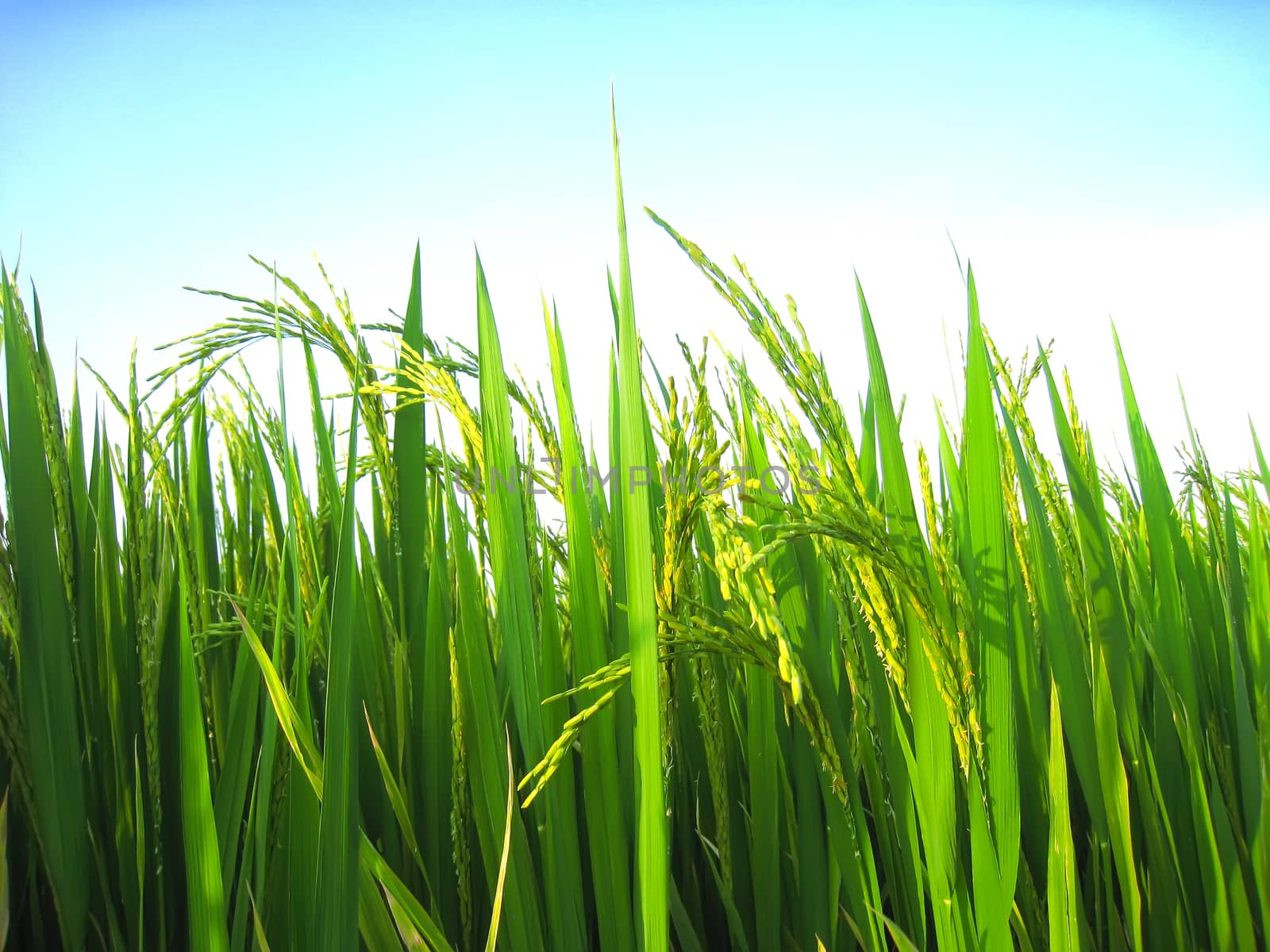 paddy field