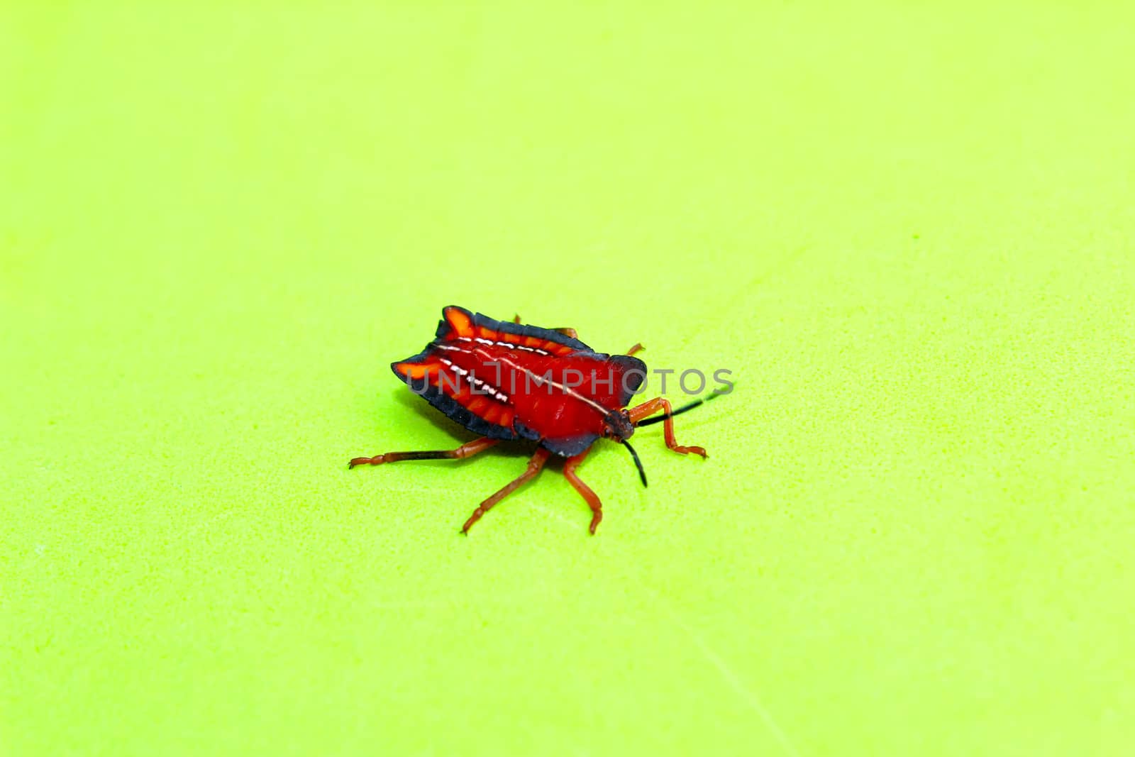 insect
