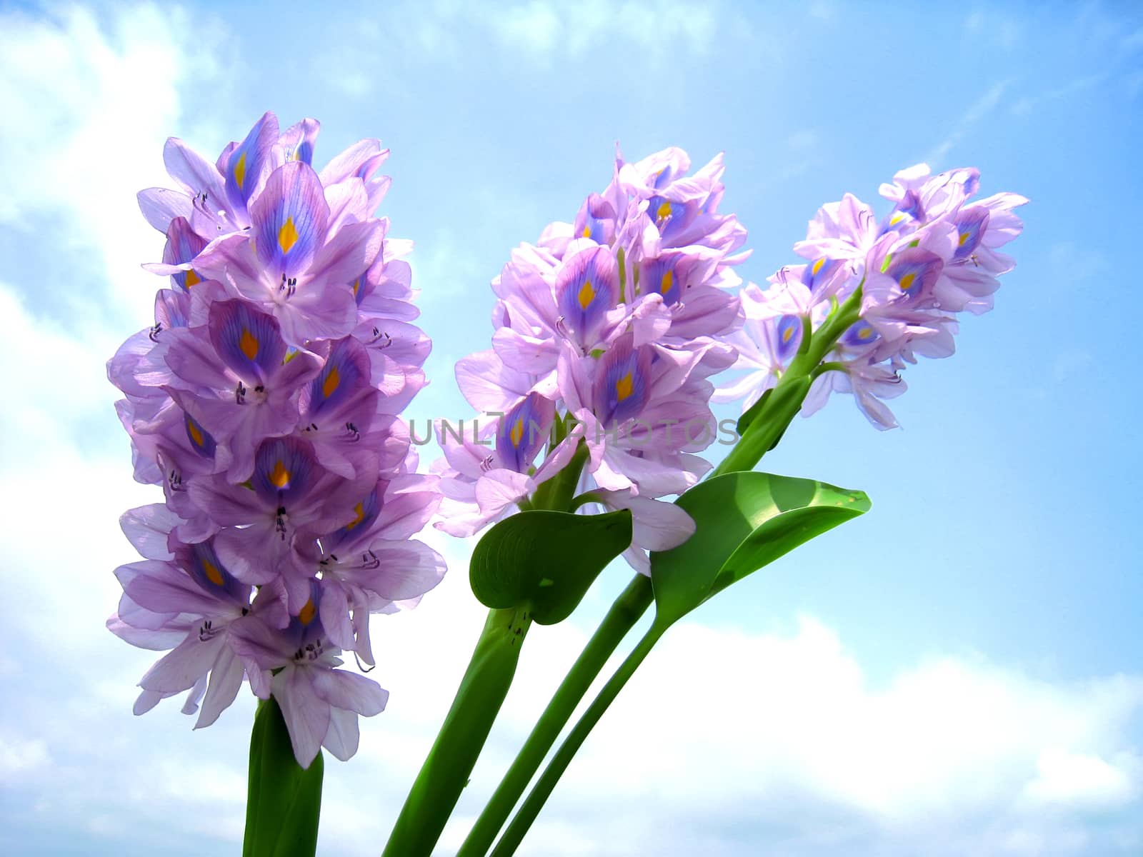 purple flower