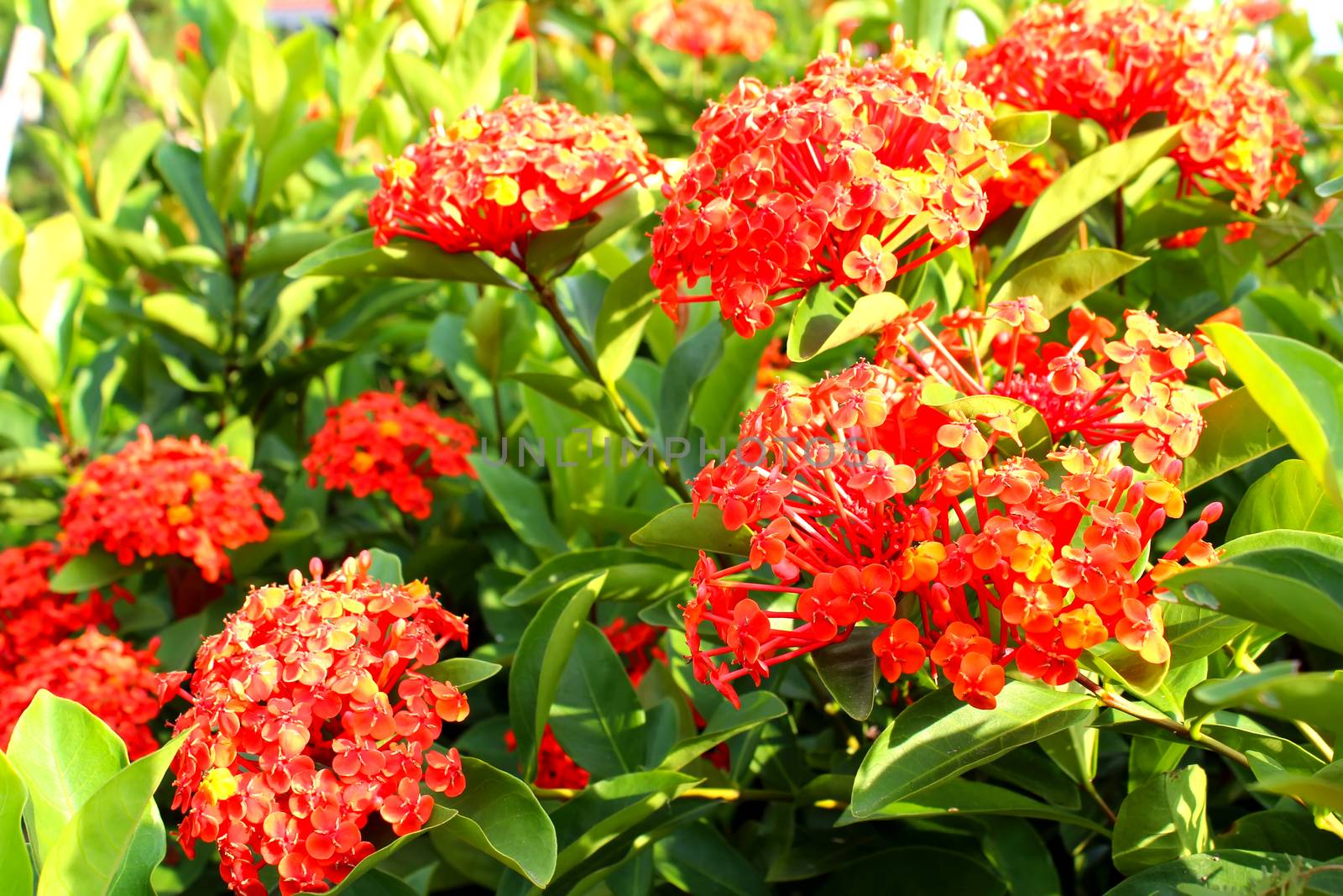 red flower