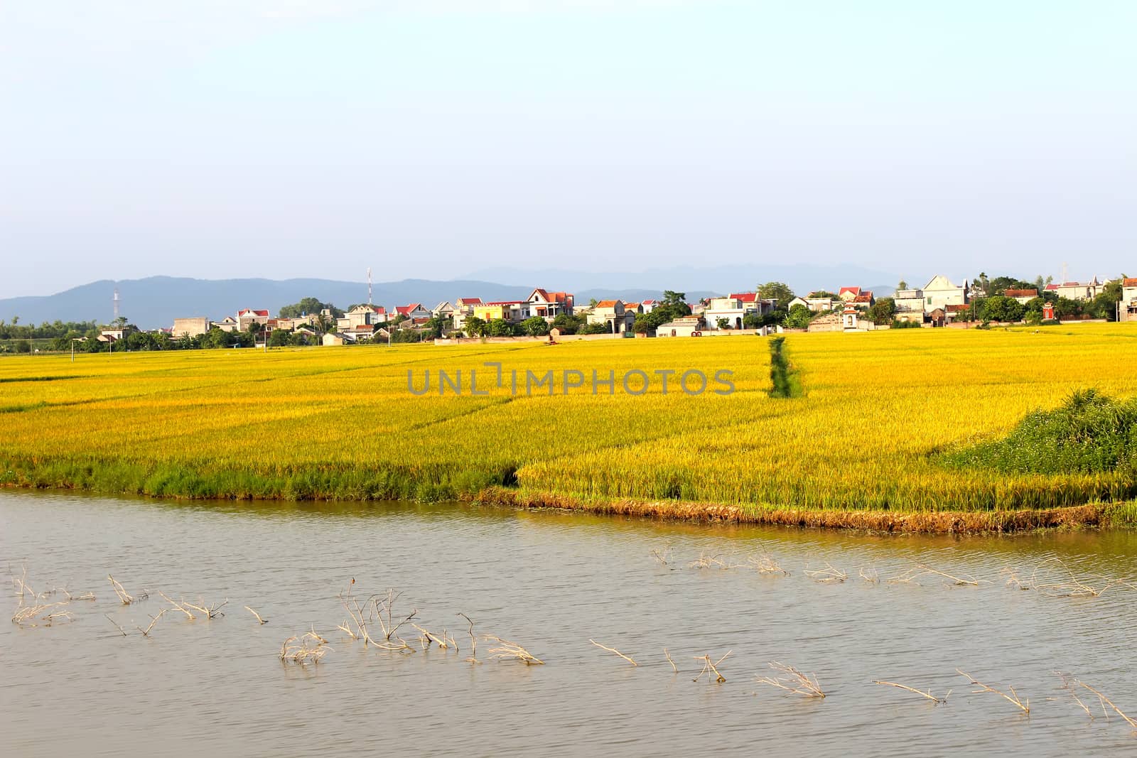 paddy field
