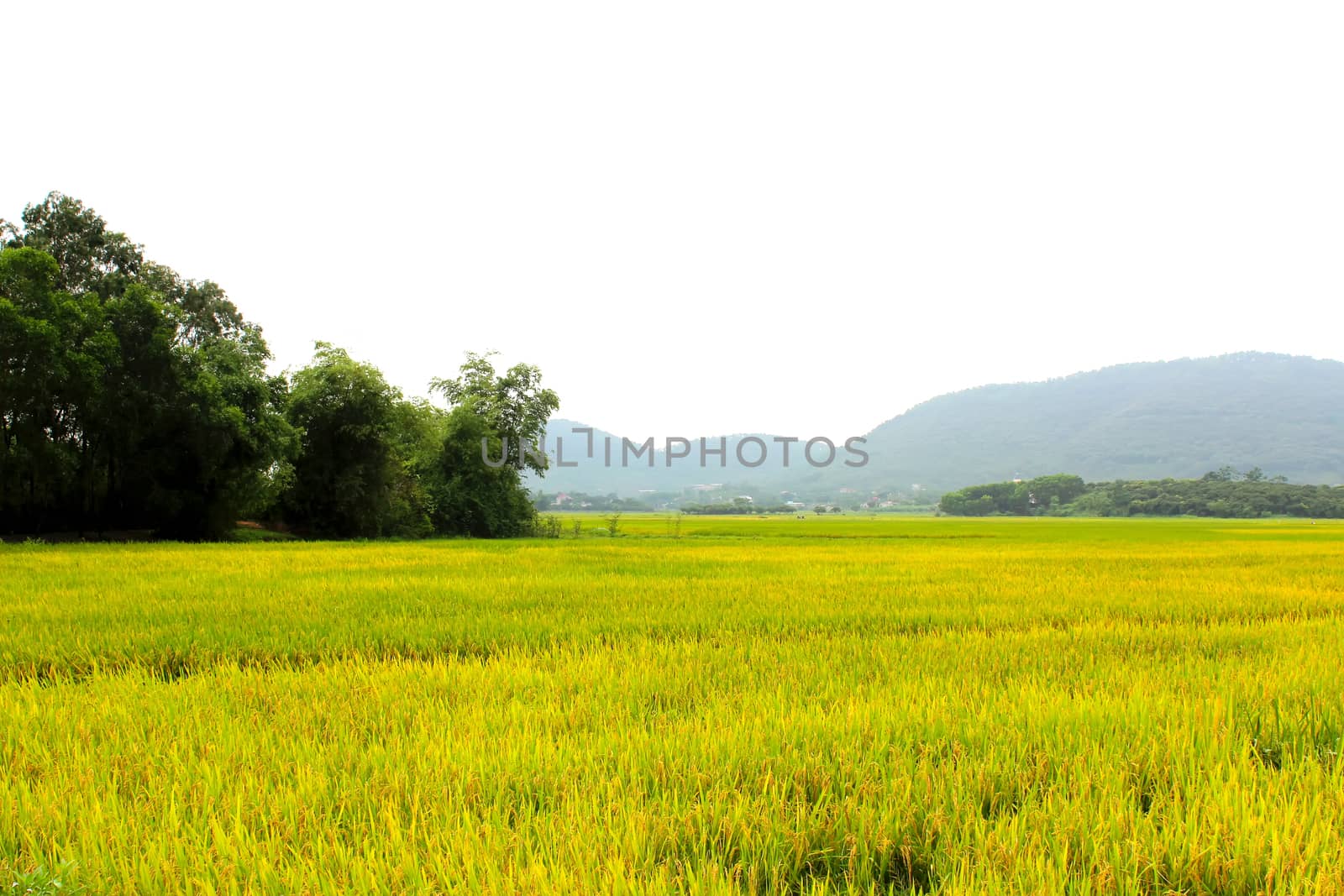 paddy field