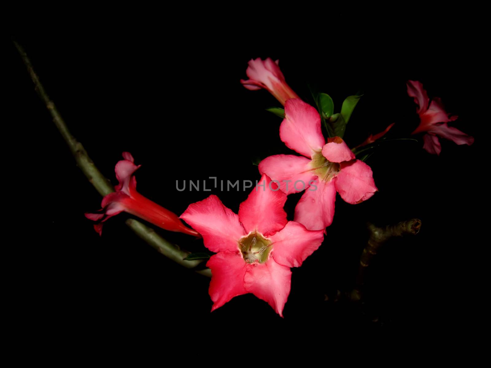 red flower