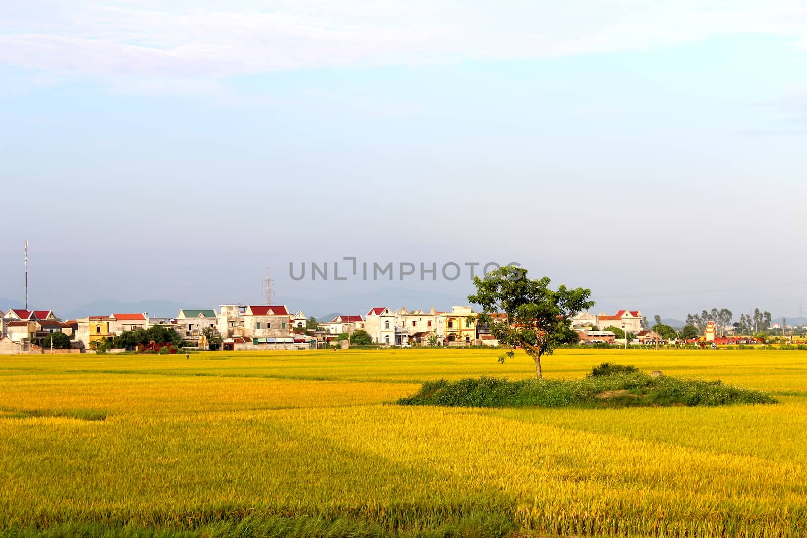 paddy field