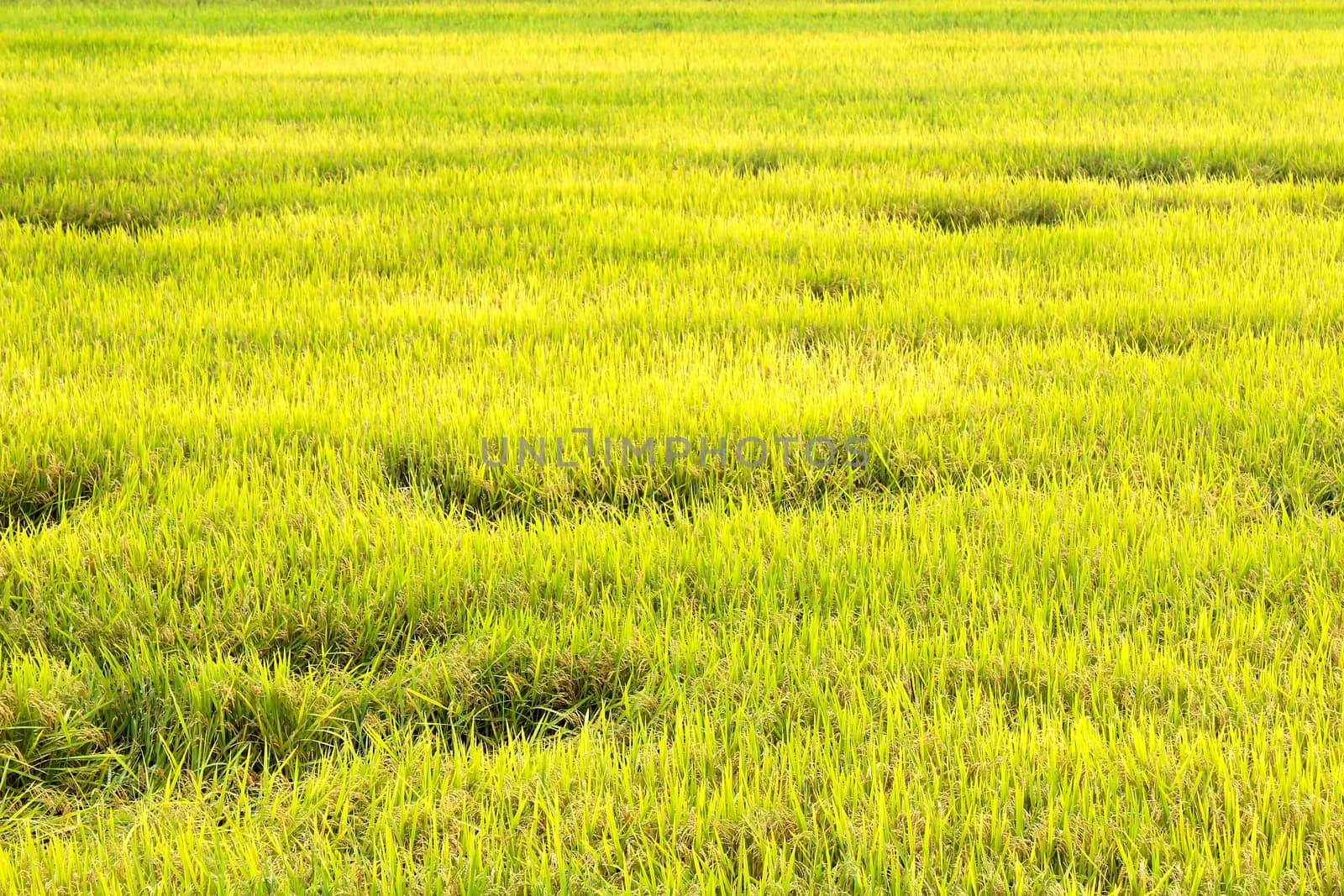 paddy field