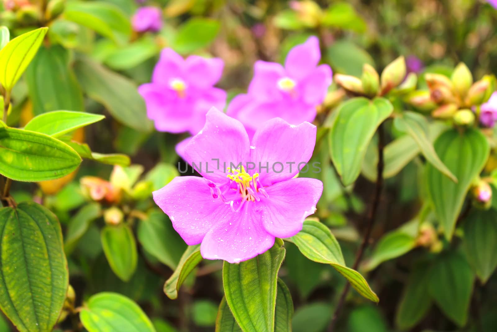 Flower