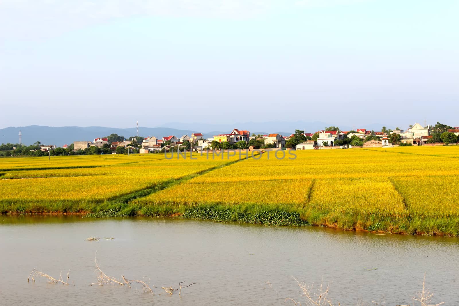paddy field