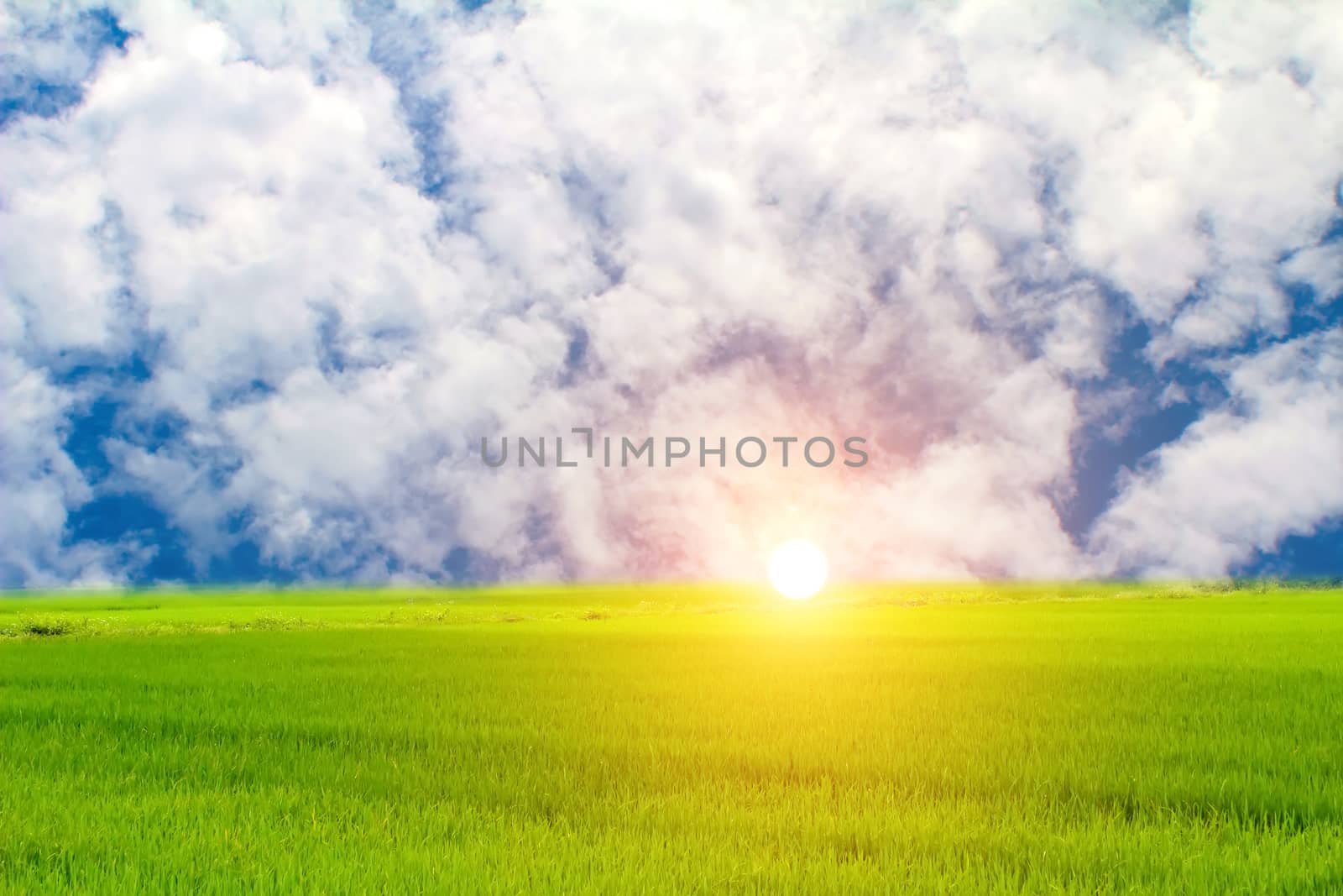 Green paddy and sky