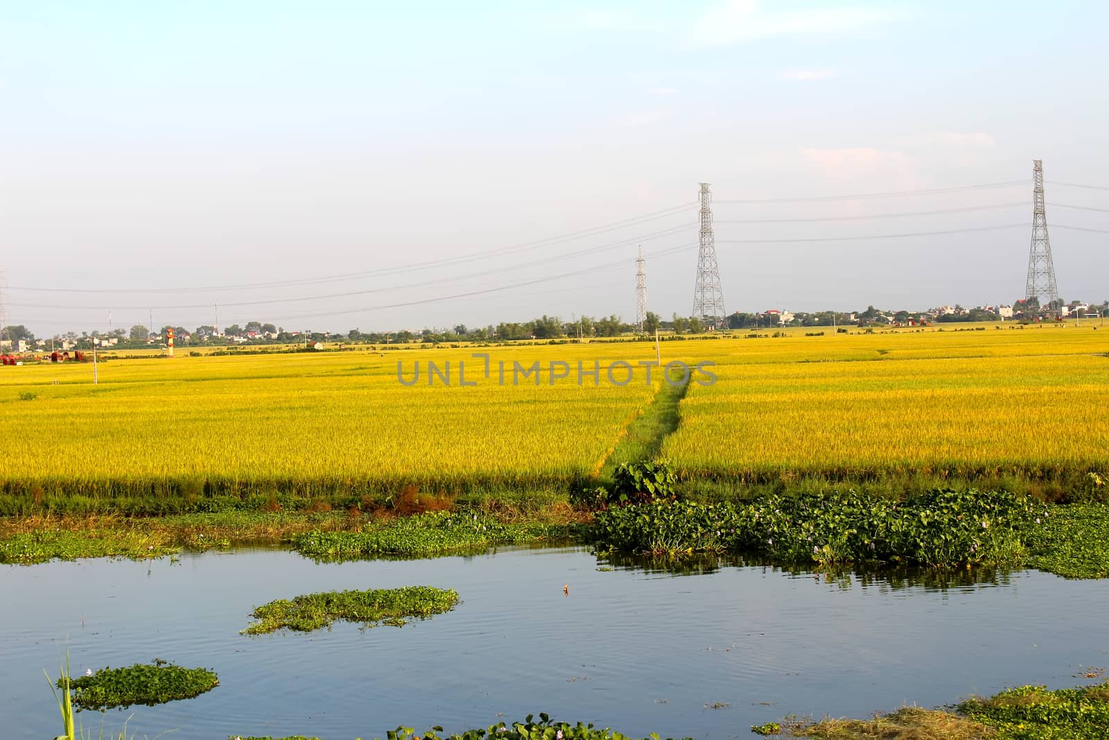 paddy field