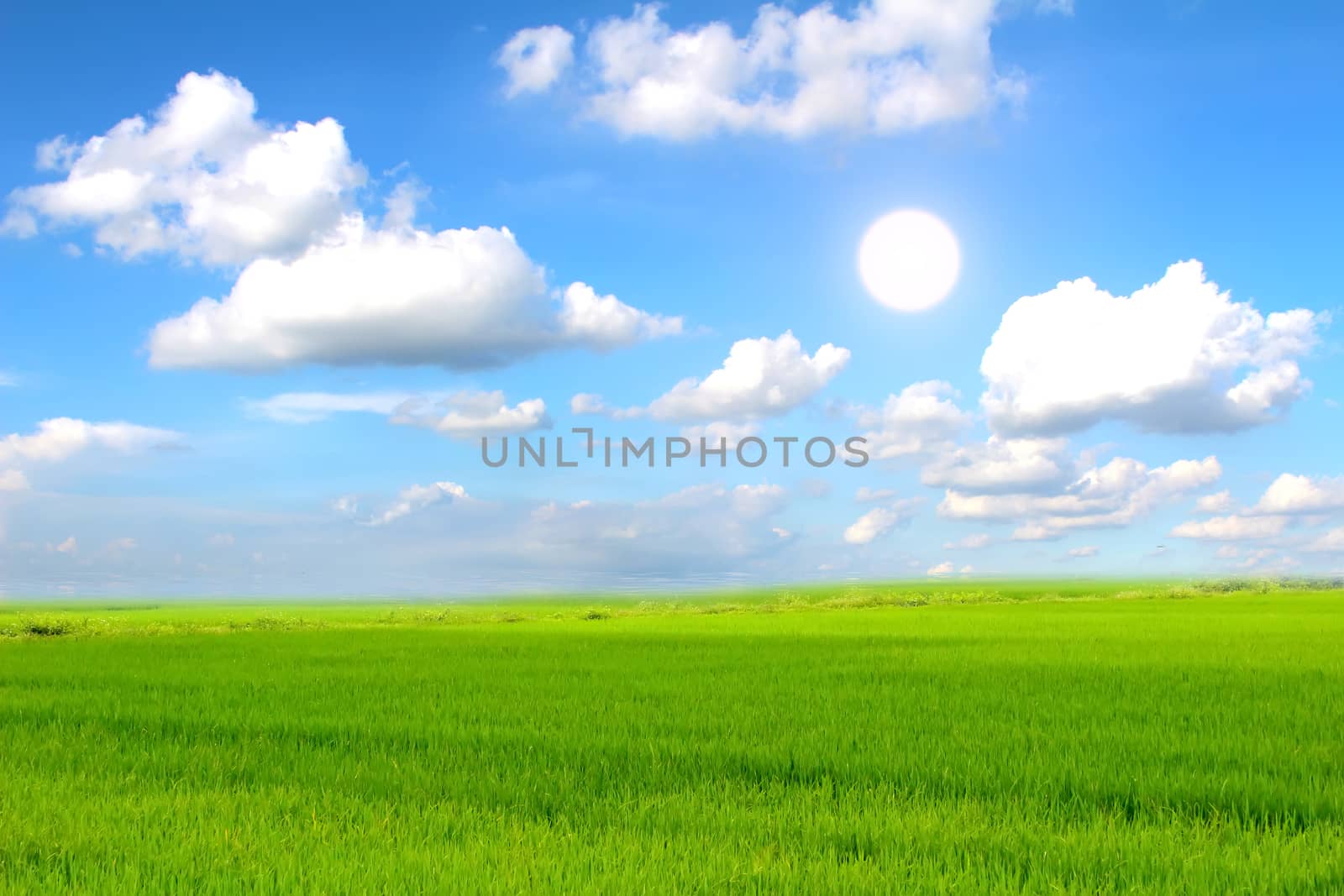 paddy field