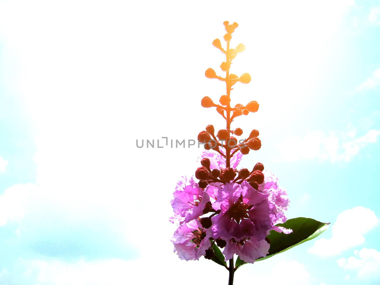 purple flower