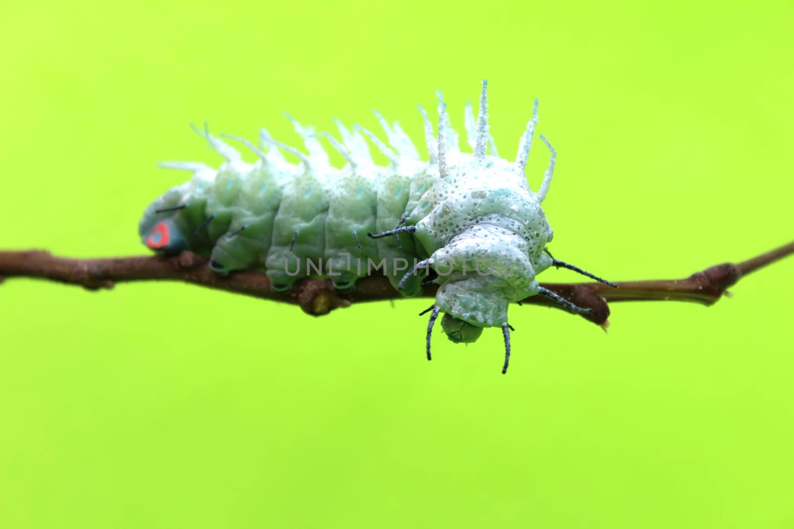 caterpillar on leaf by dinhngochung