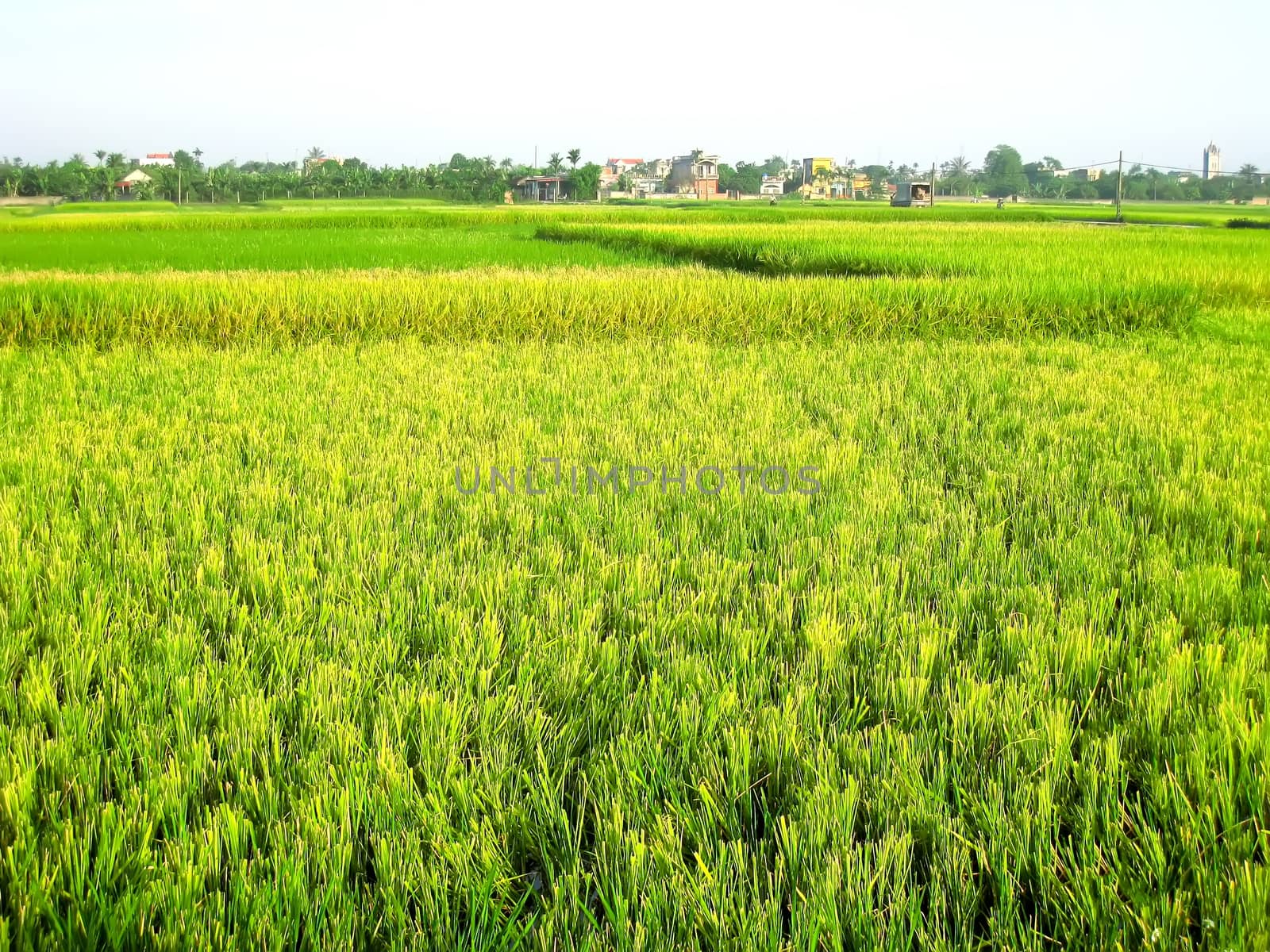 paddy field