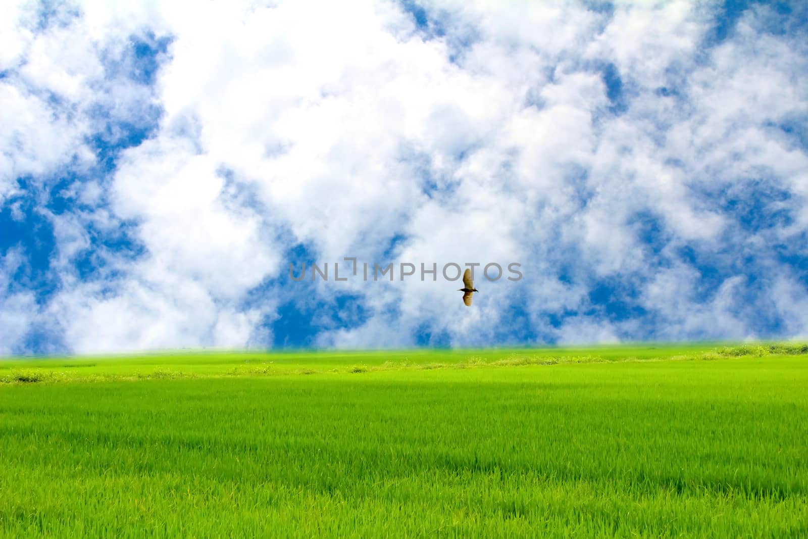 Green paddy and sky by dinhngochung