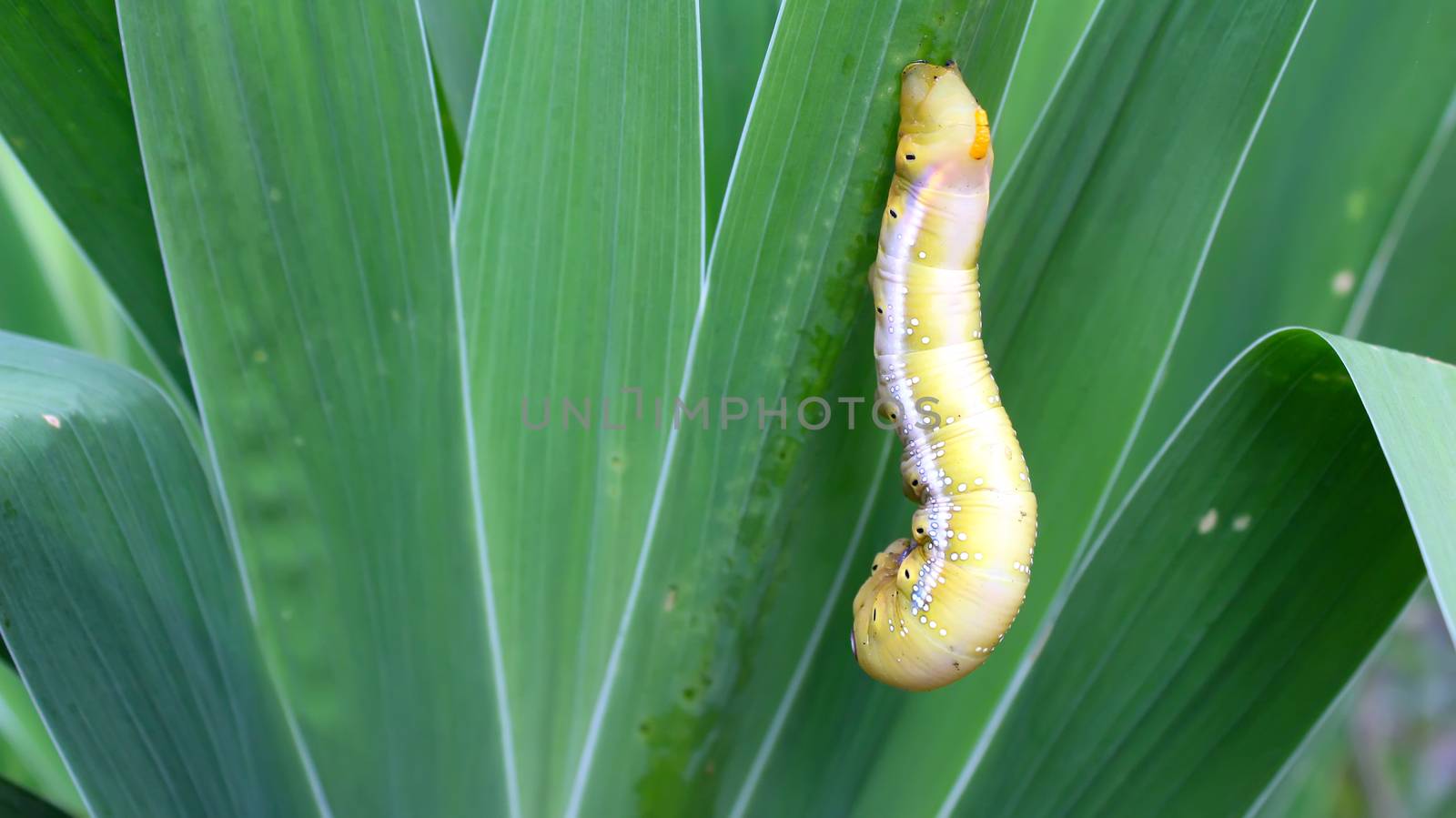 caterpillar on leaf