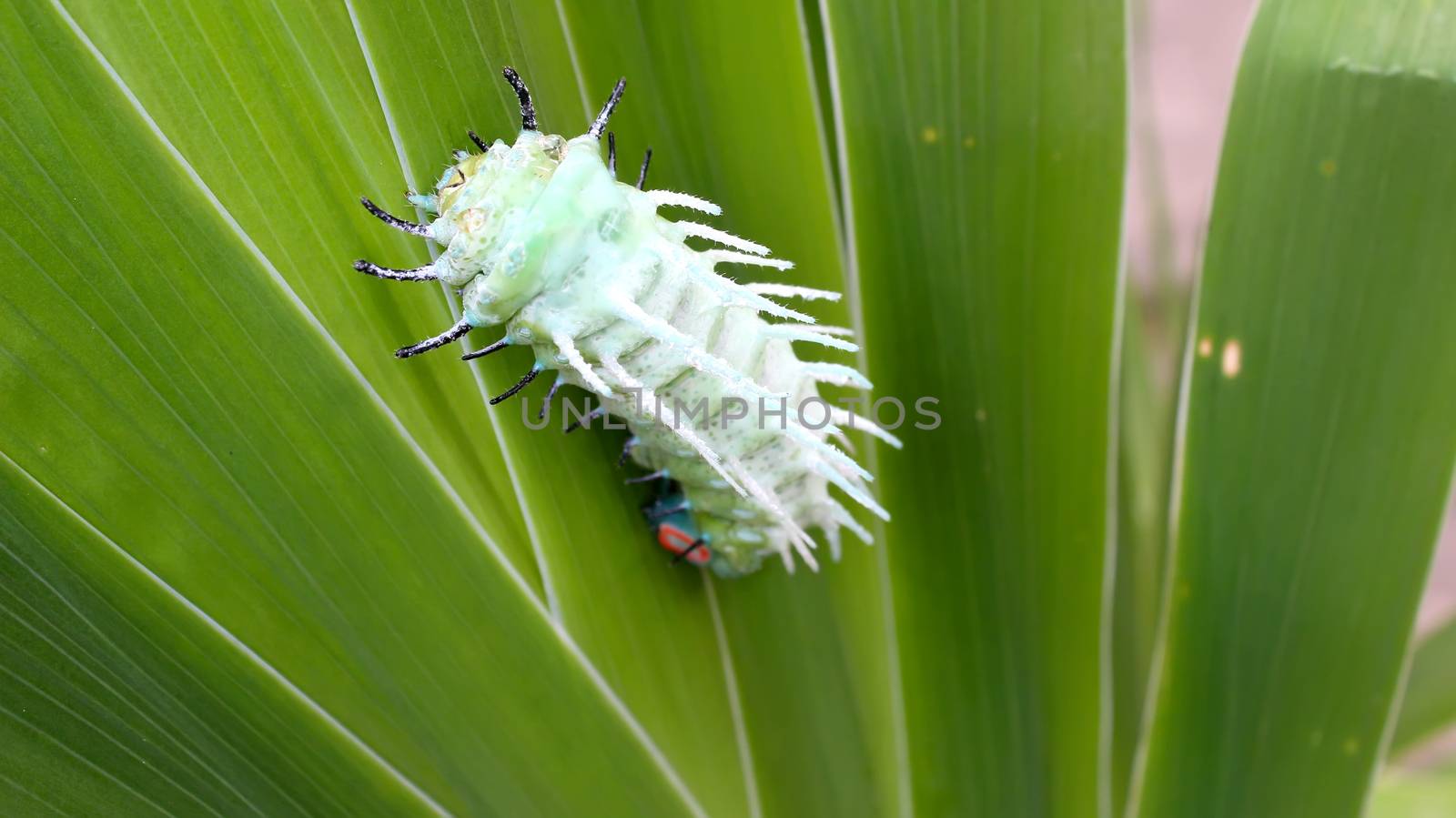 caterpillar on leaf by dinhngochung