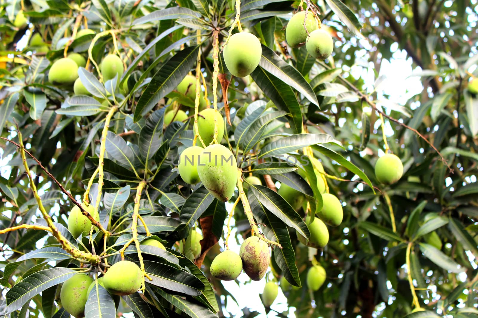Mango
