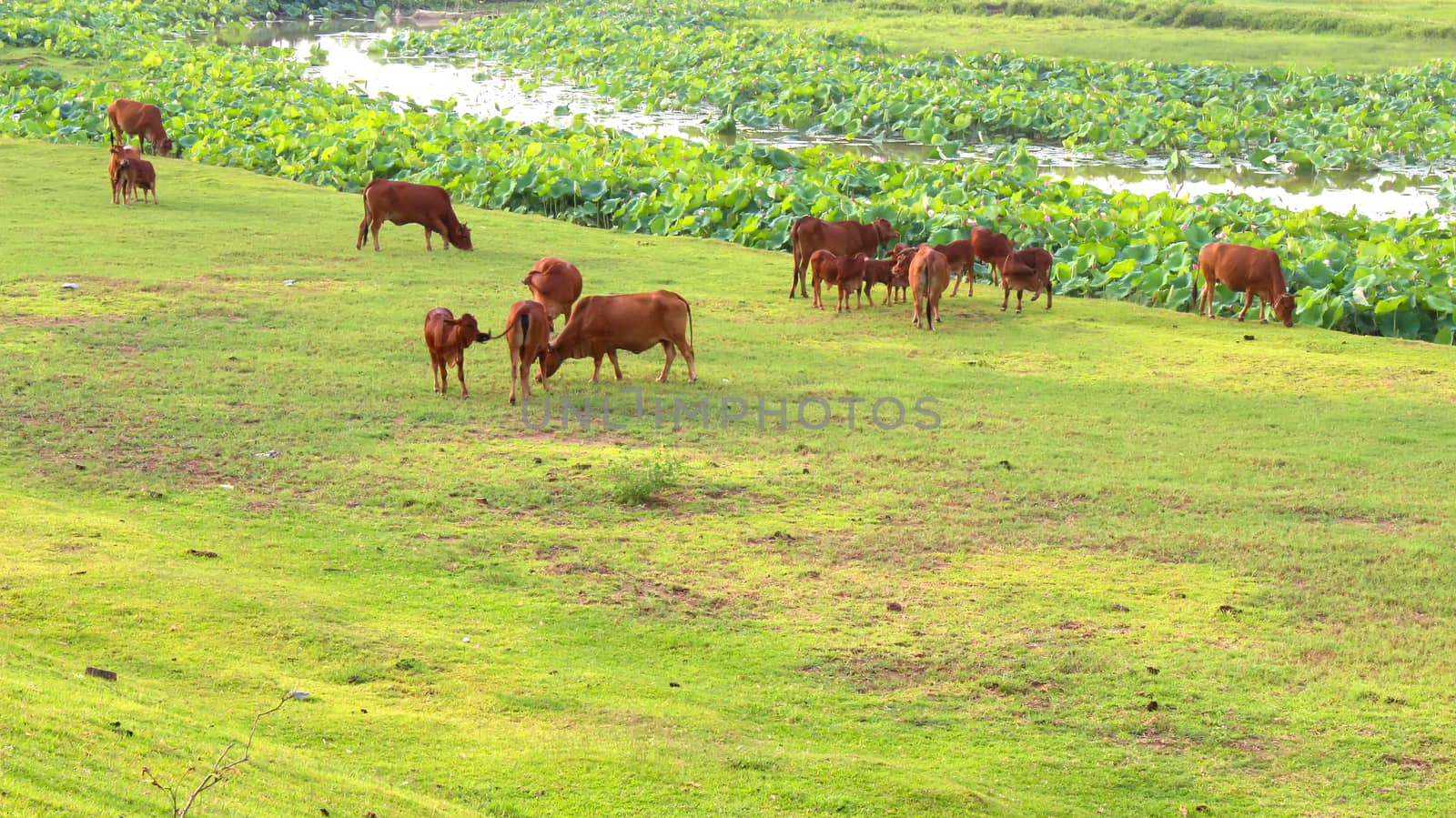 cows grazing in a field