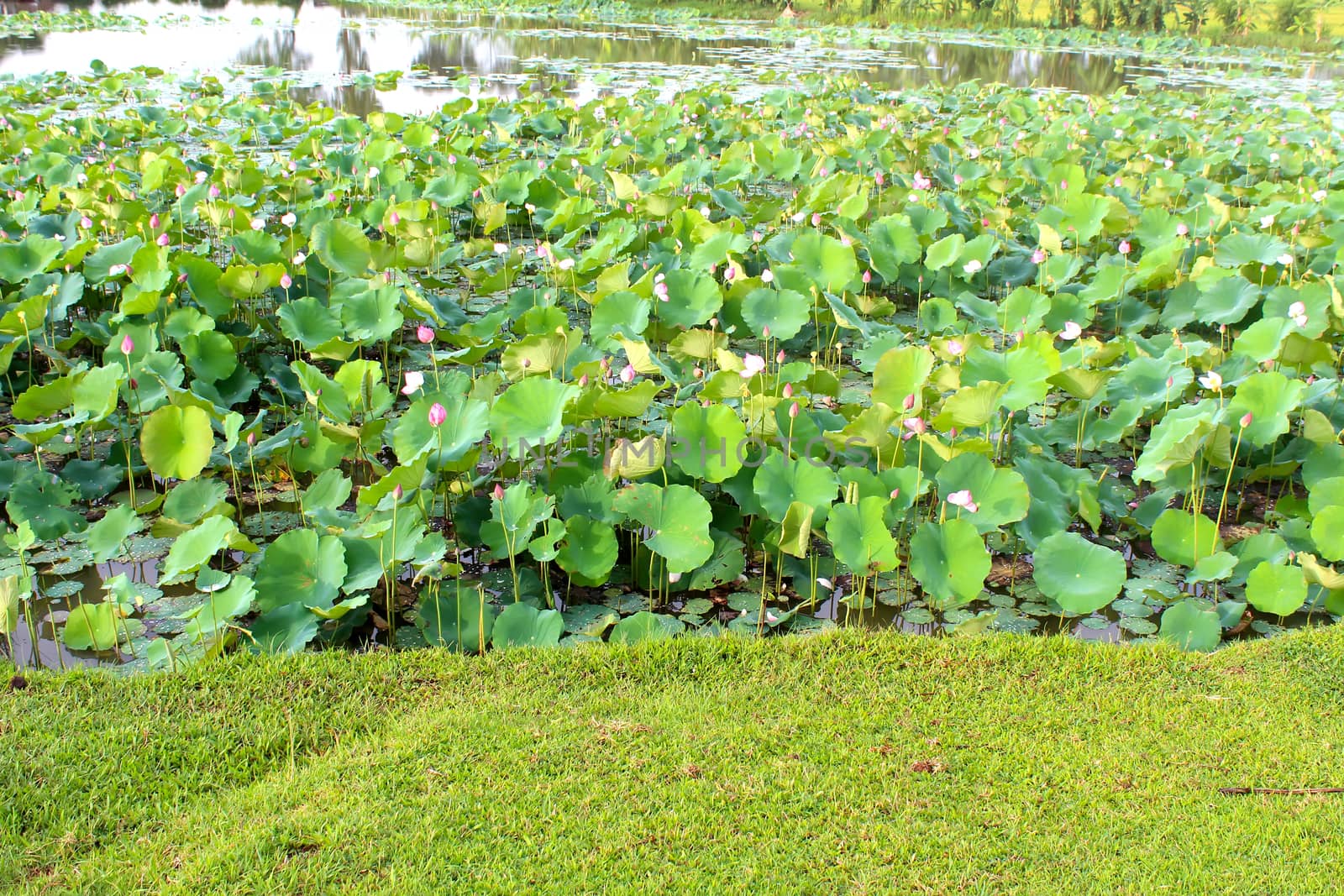 lotus pond