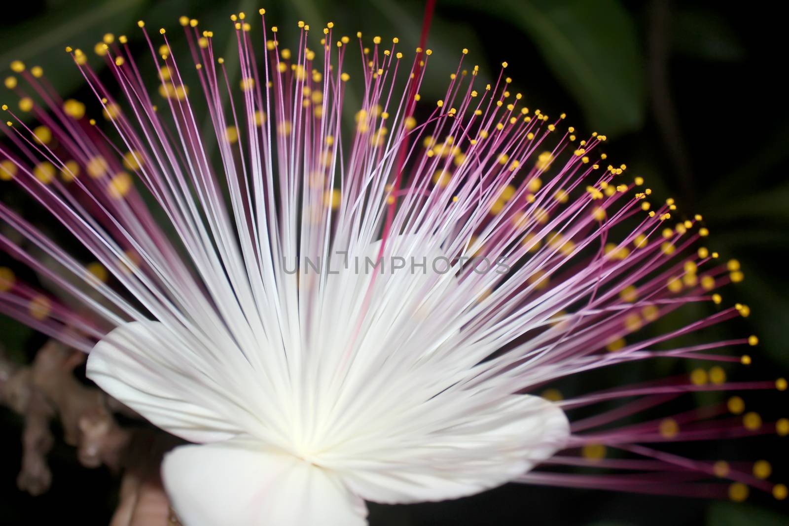 purple flowers blooming in the night