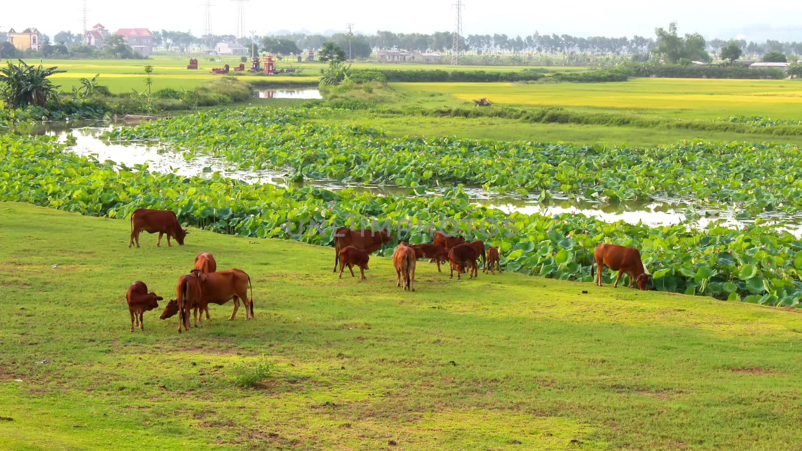 cows grazing in a field