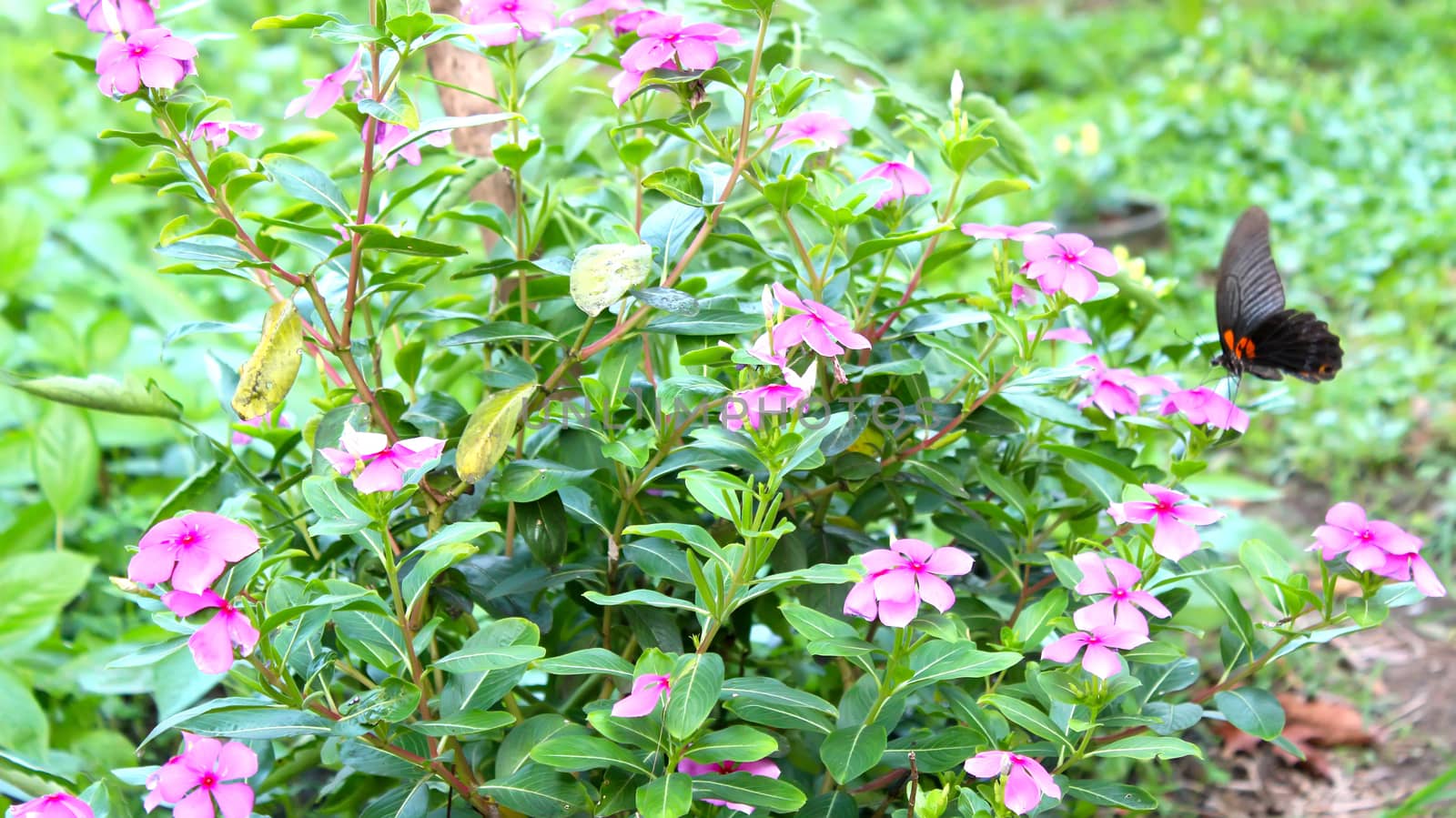 Flower