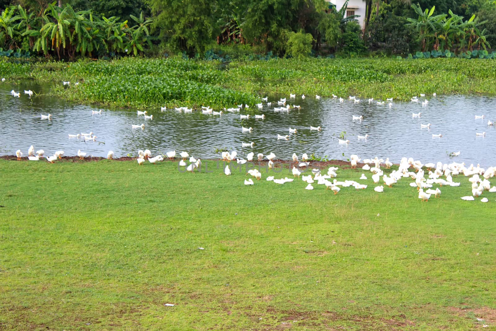 duck