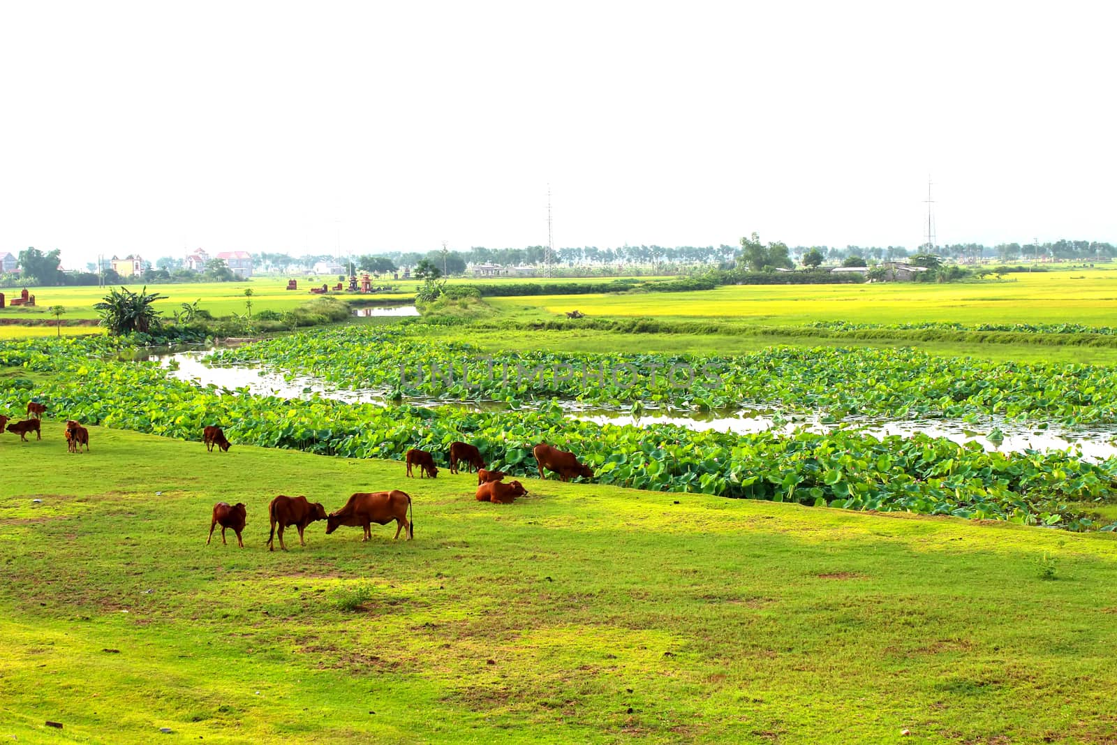 cows grazing in a field