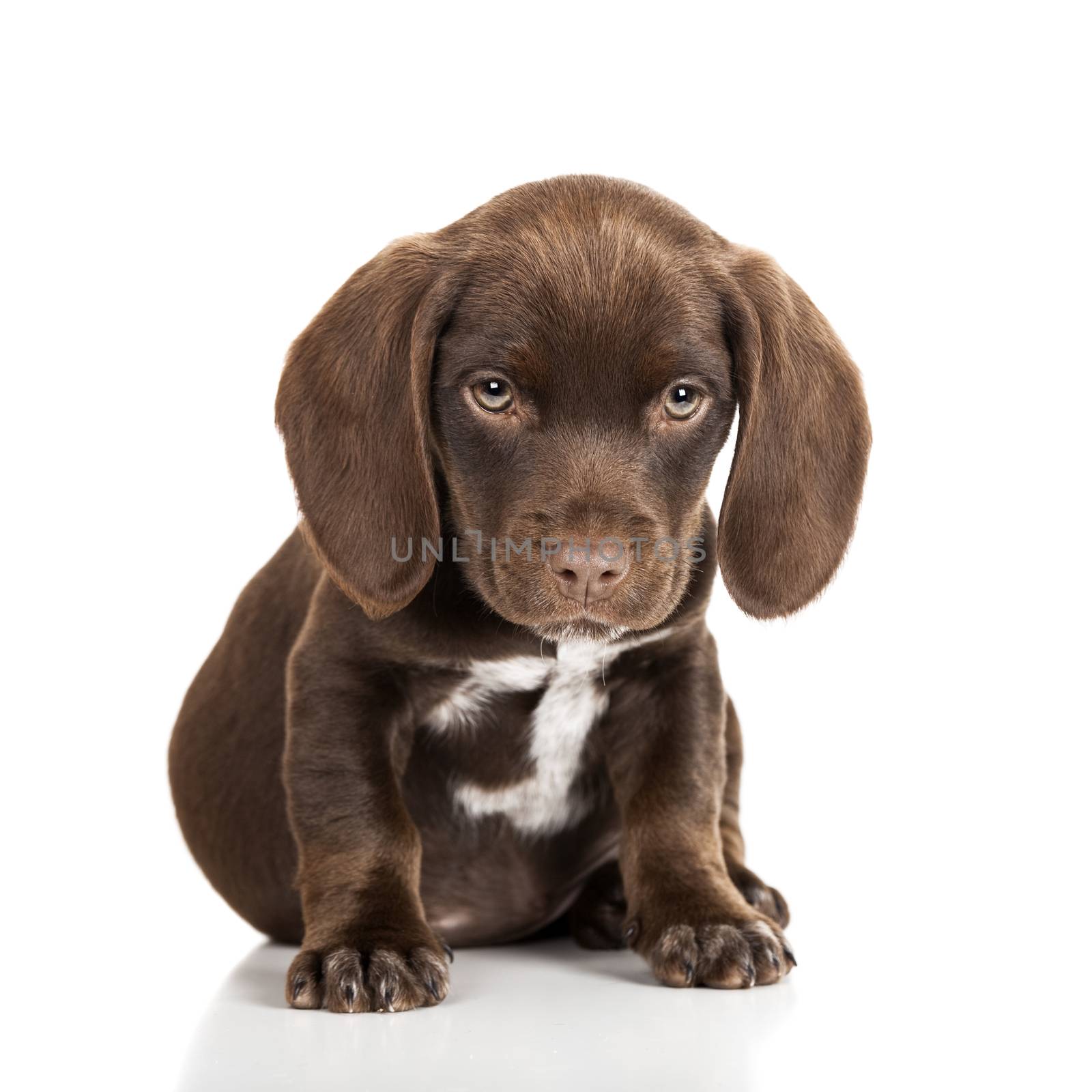 Brown puppy  by Iko