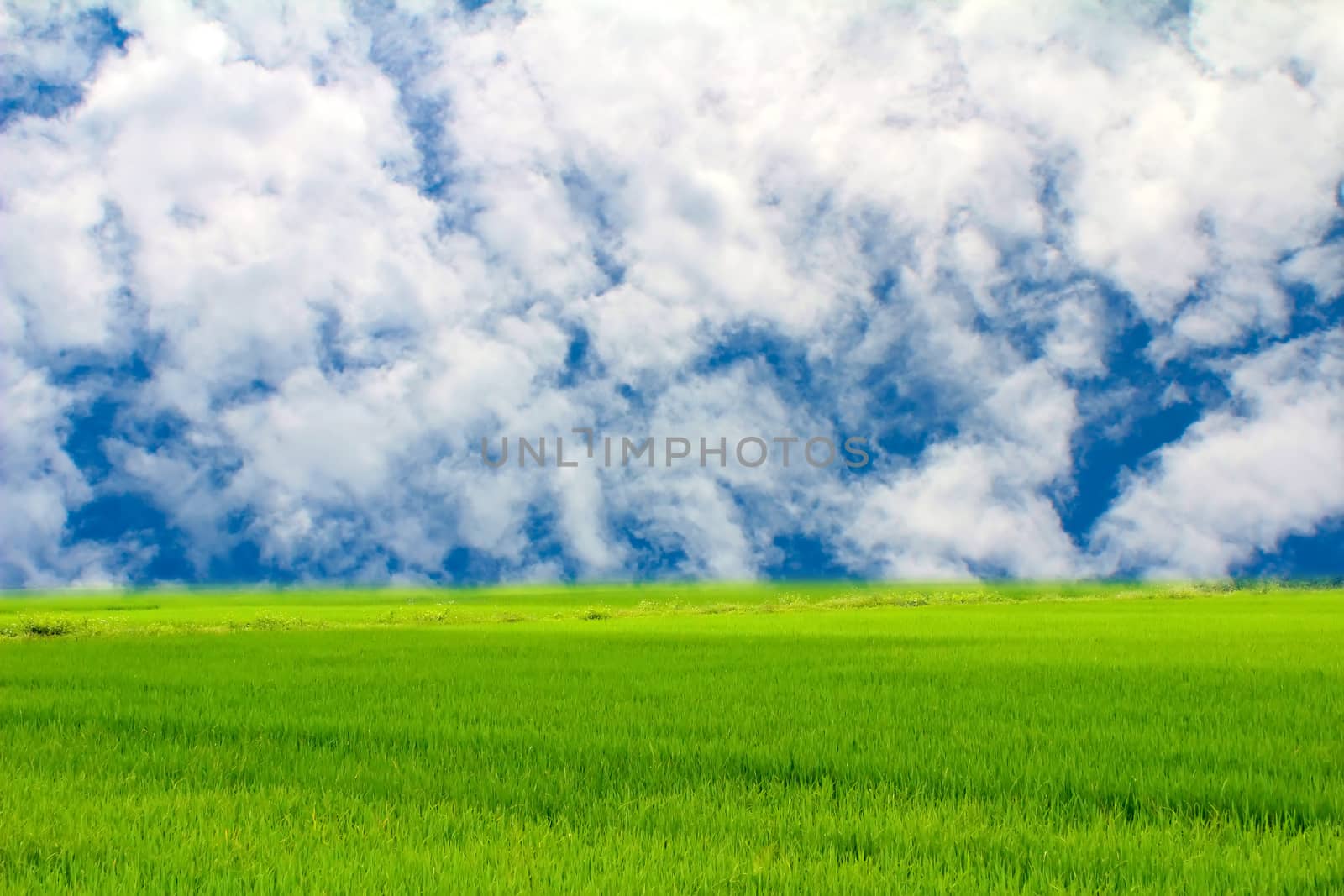 Green paddy and sky