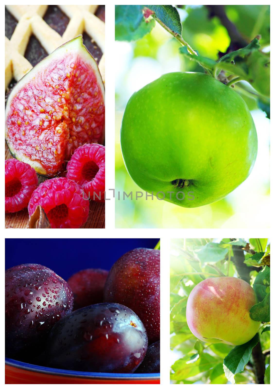 colorful fruit collage
