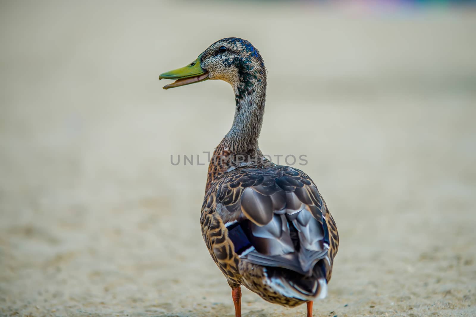 beautiful duck walking on the beach