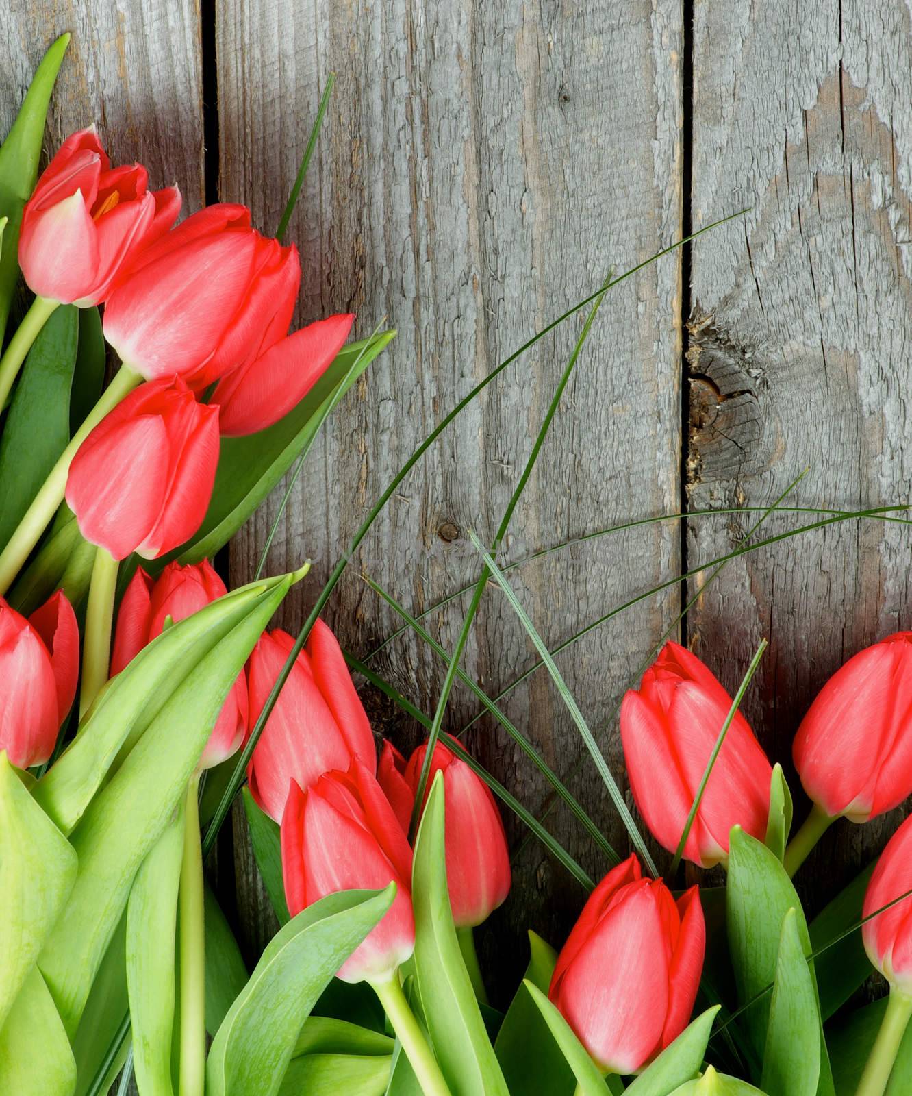 Corner Border of Beautiful Spring Red Tulips with Green Grass closeup on Rustic Wooden background. Top View