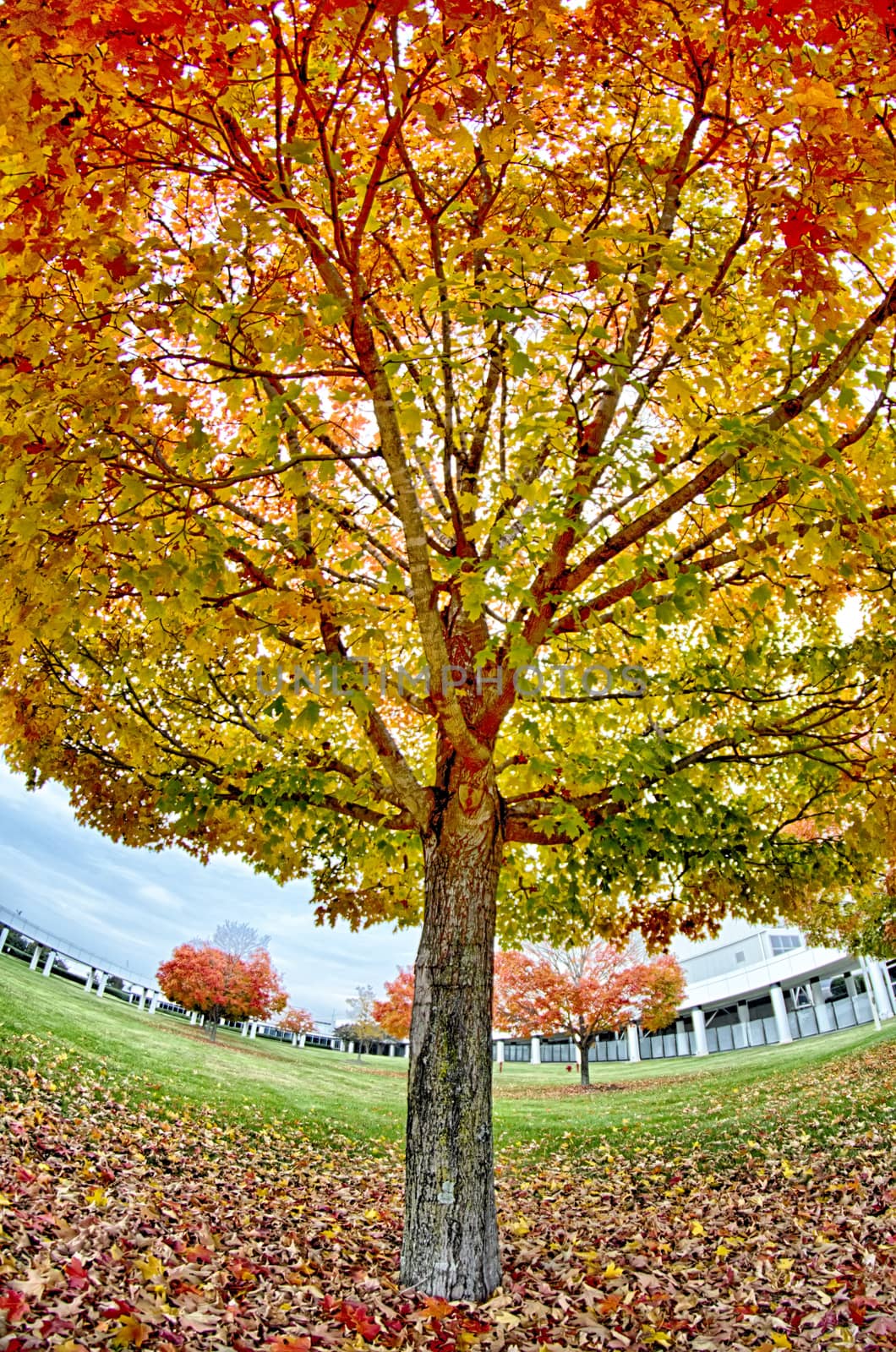 Yellow and orange and red autumn leaves in beautiful fall park. by digidreamgrafix