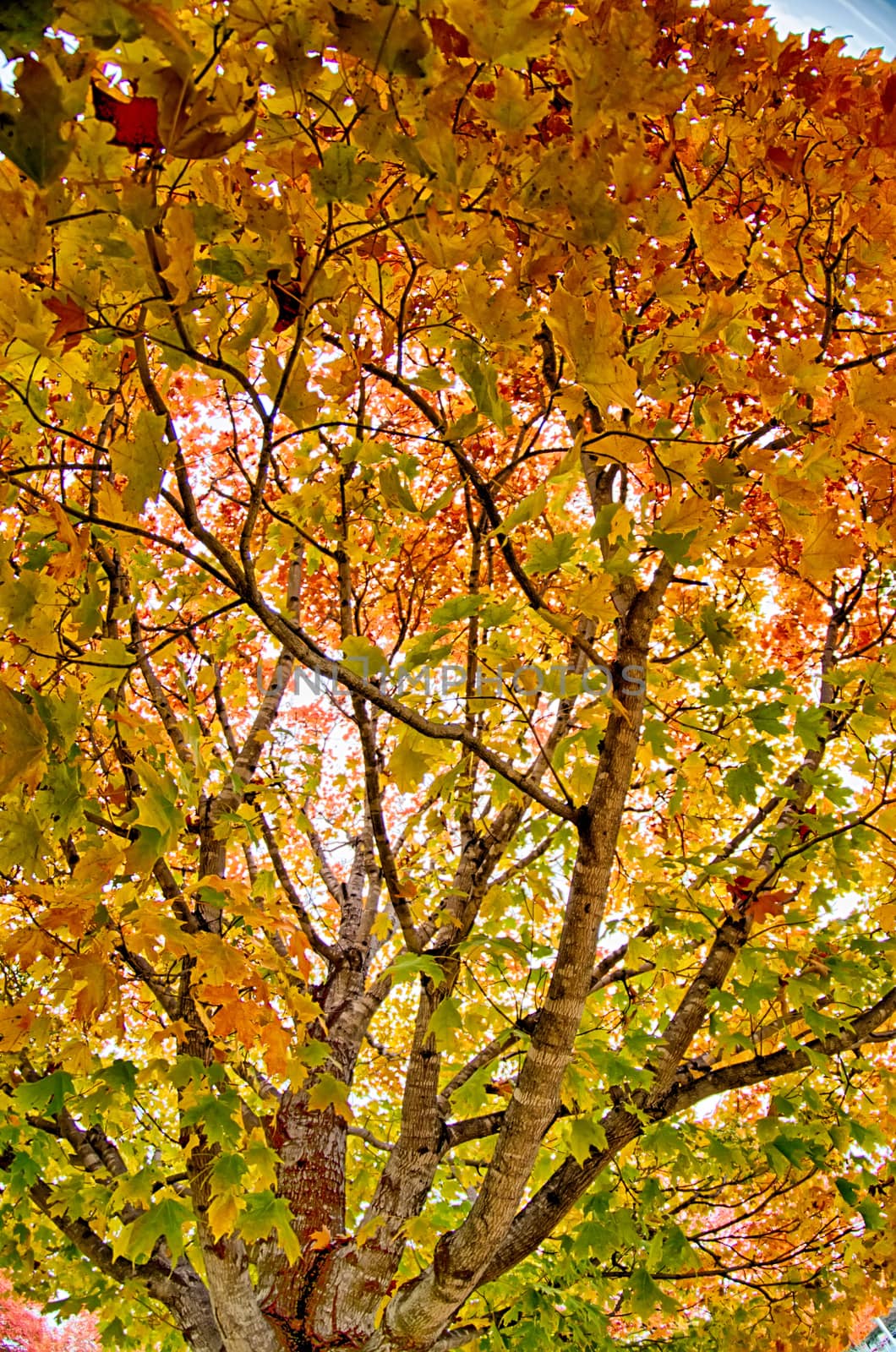 Yellow and orange and red autumn leaves in beautiful fall park.