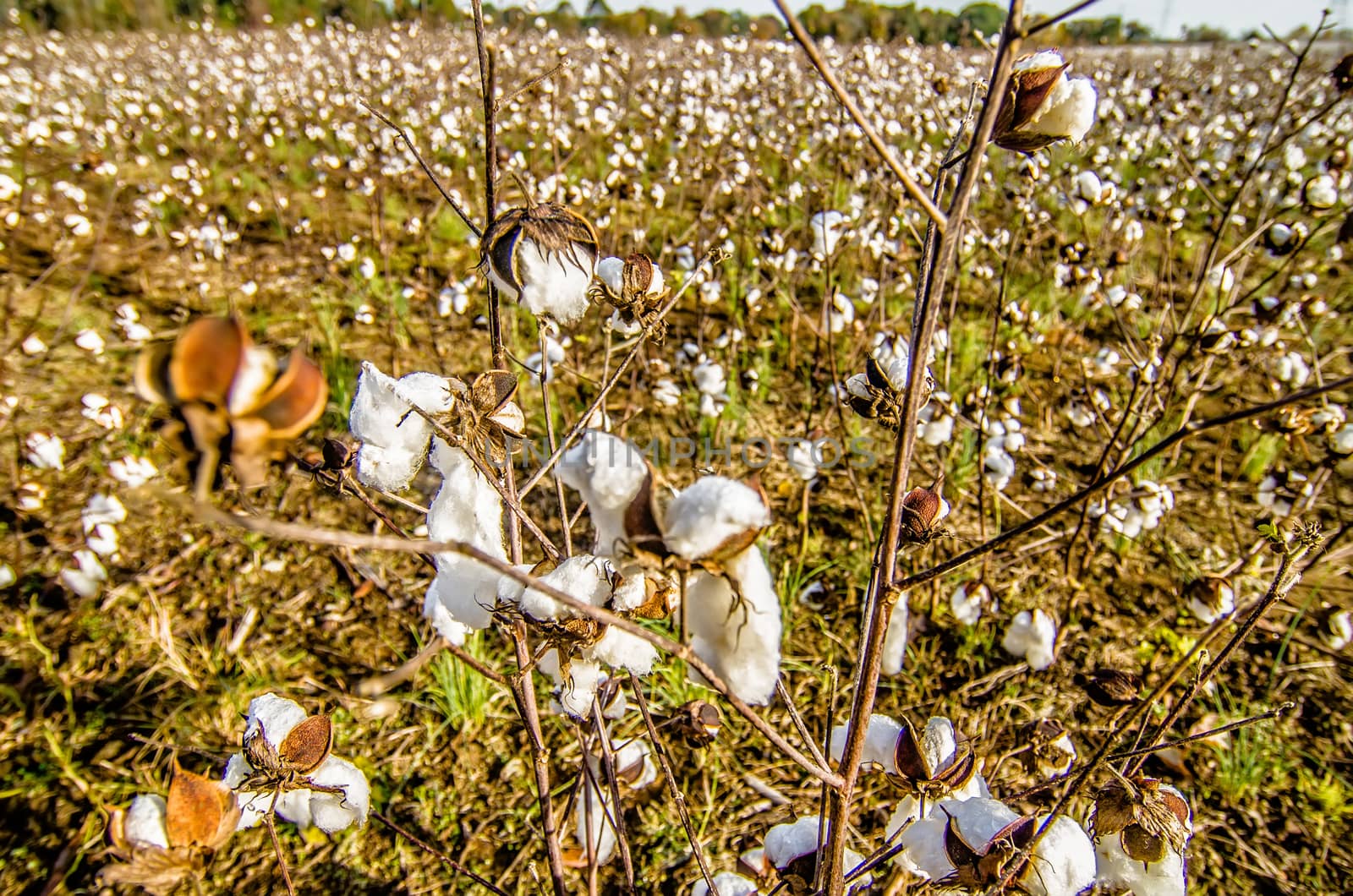 Cotton fields white with ripe cotton ready for harvesting