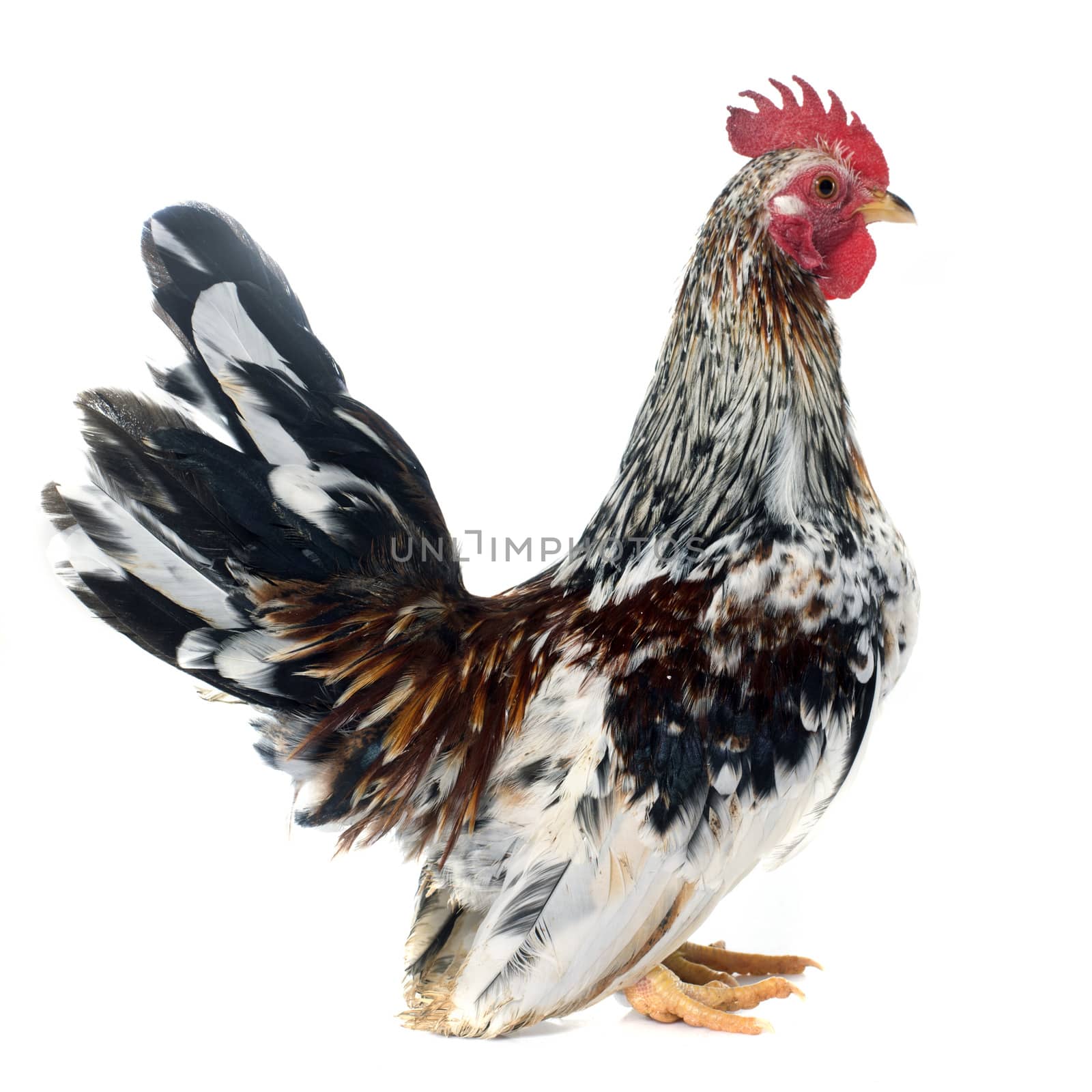 colorful serama rooster in front of white background