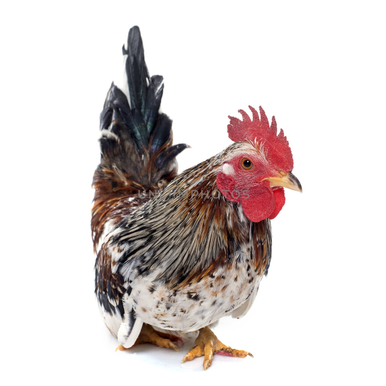 colorful serama rooster in front of white background