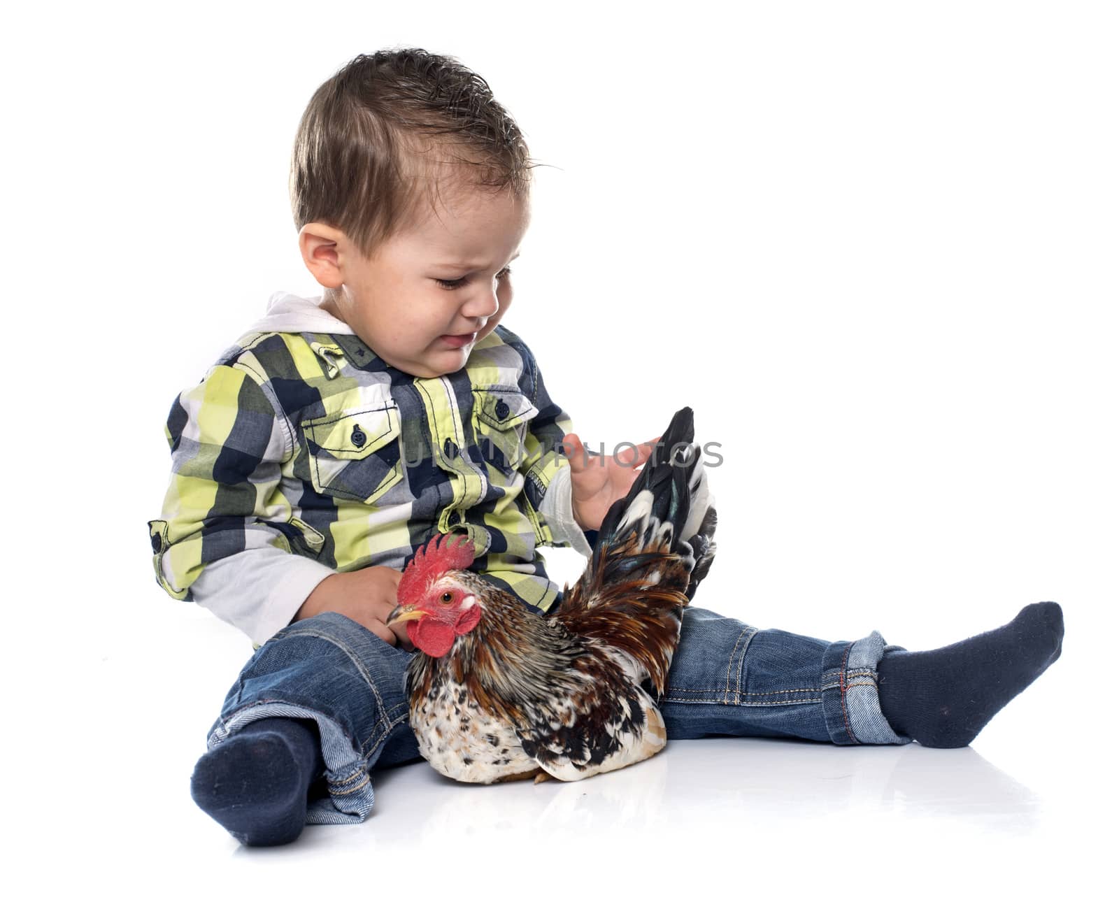 little boy and chicken in front of white background