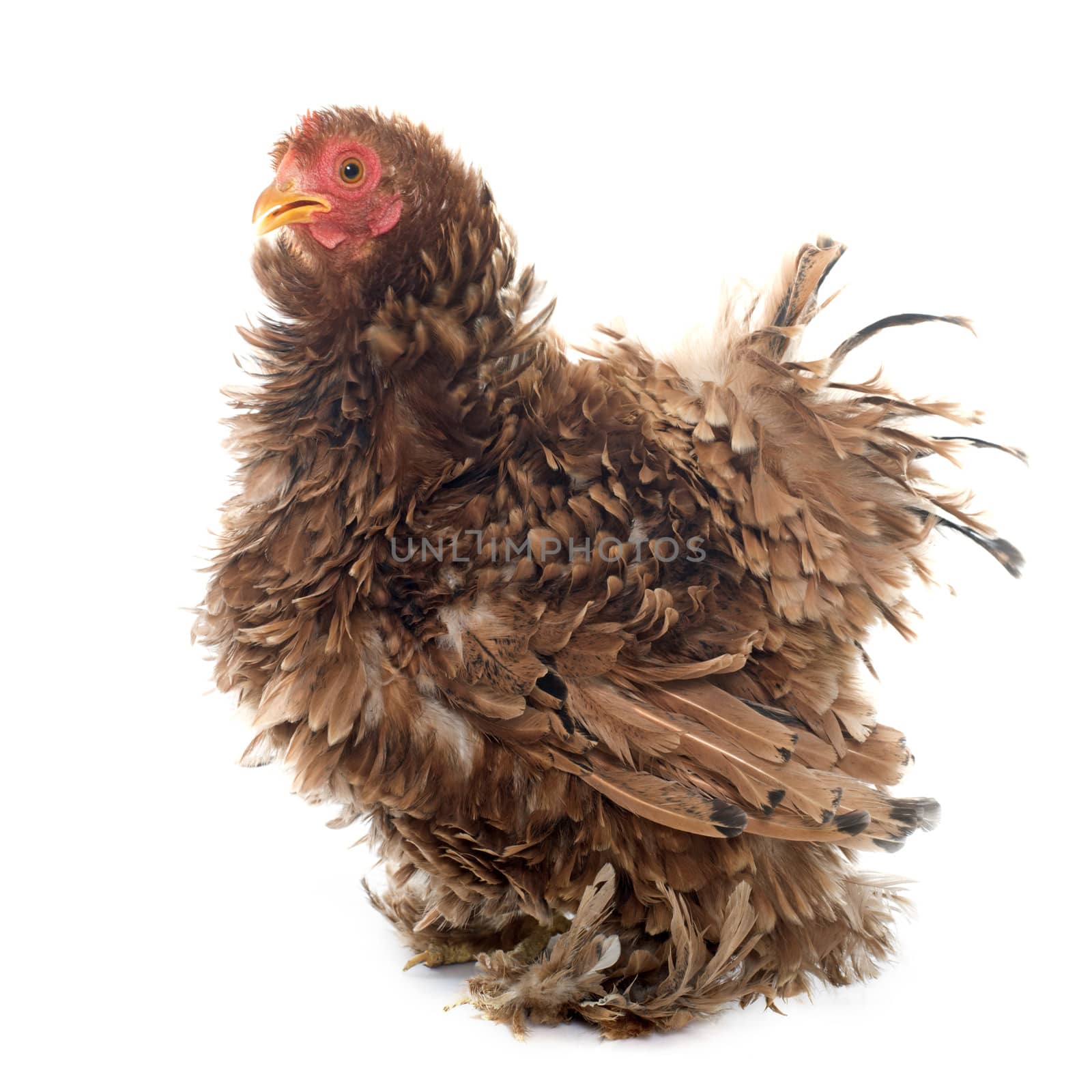 Curly Feathered chicken Pekin in front of white background