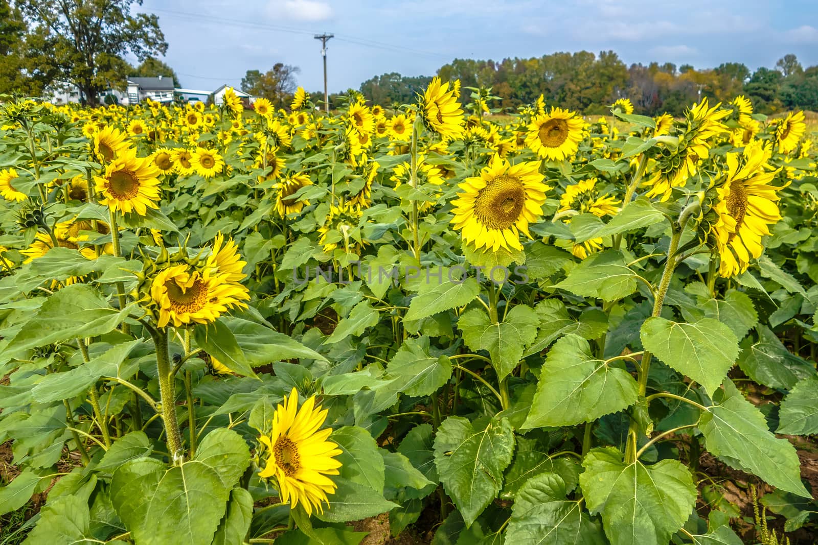 sunflower field on a farm somewhere in south carolina usa