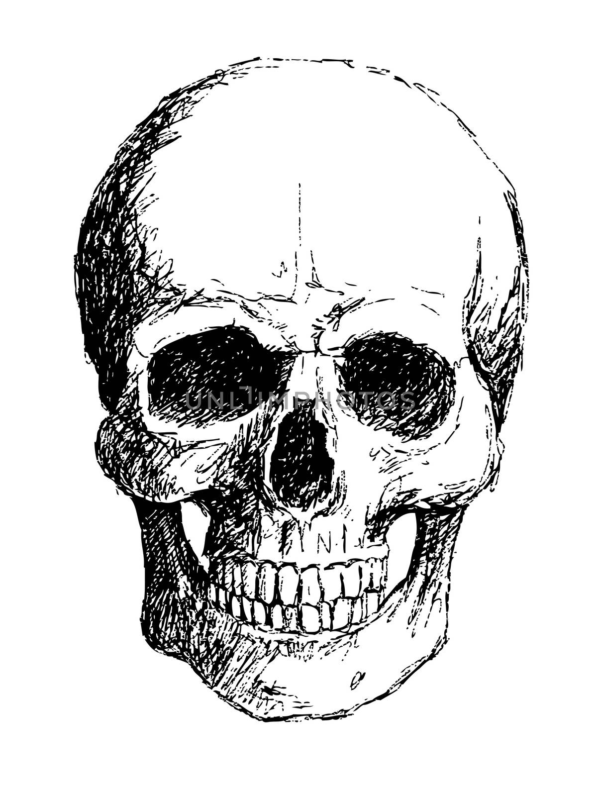 hand drawing of skull by pencil . use for Halloween day