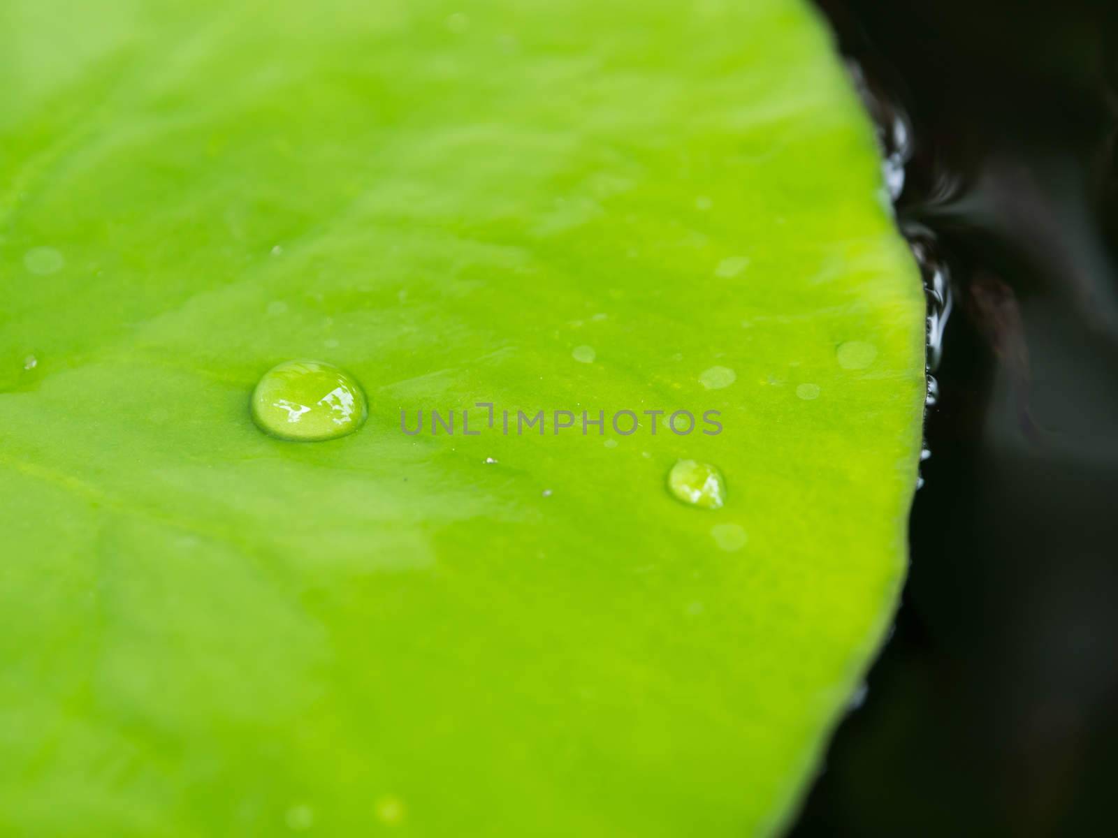 Water droplets on Lotus leaf in the water jar.