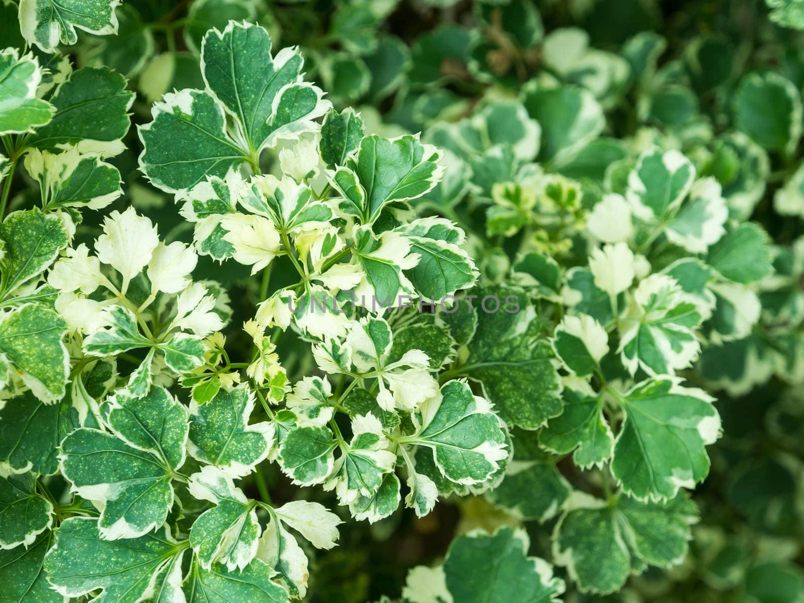 Image of polyscias tree , green and white leaves best for decorate the garden.