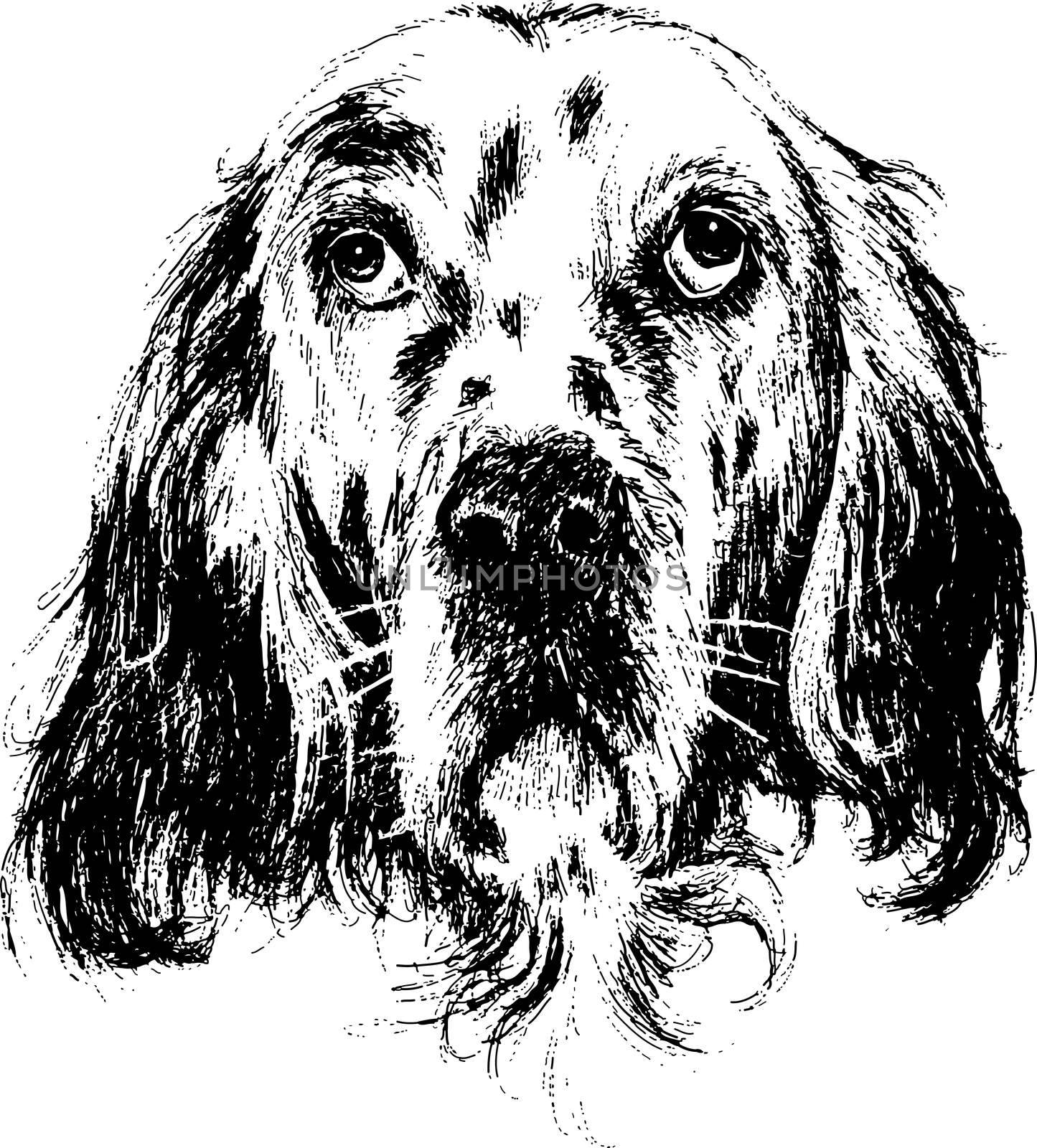 English setter by simpleBE