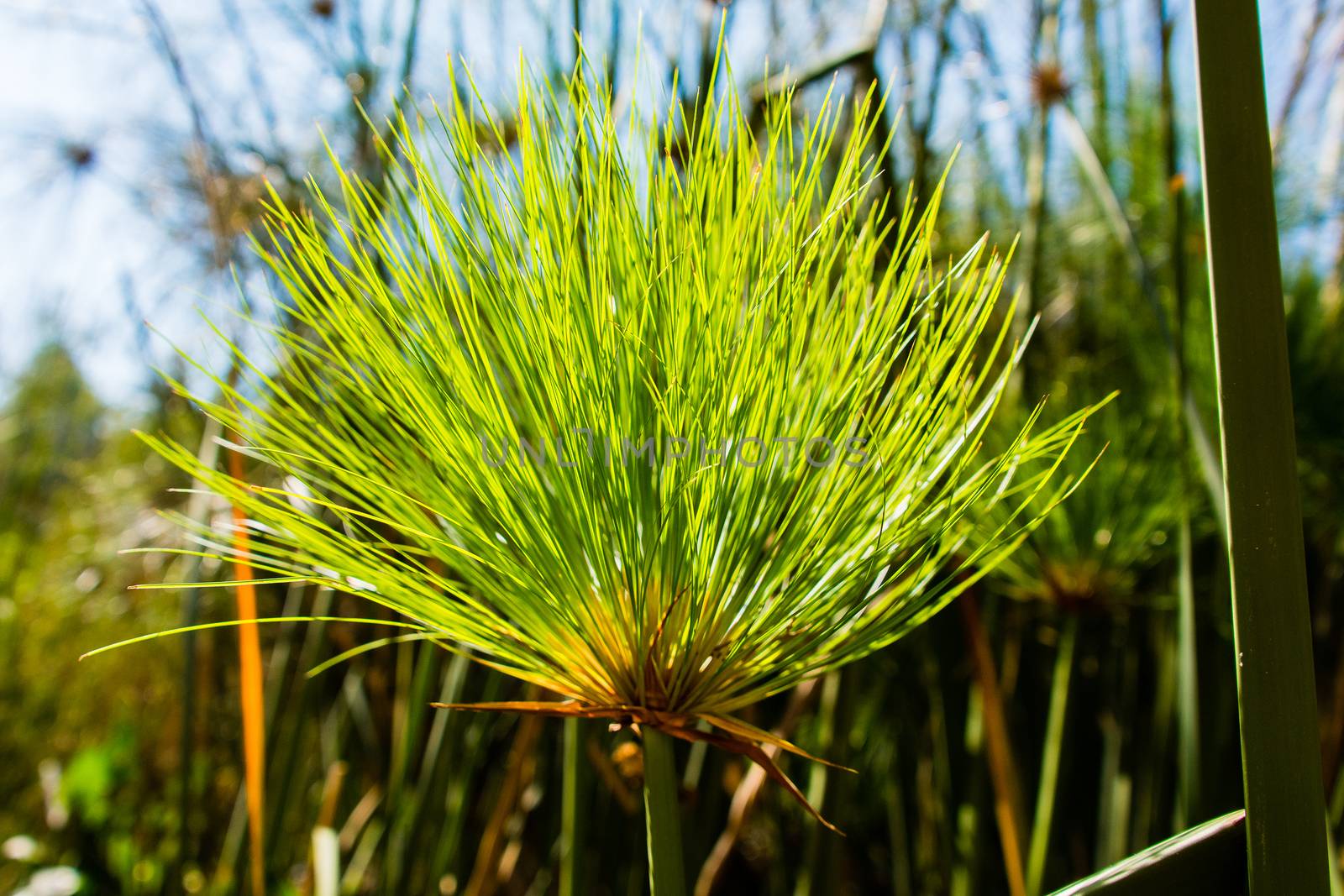 Panicle reed leaves by ben44