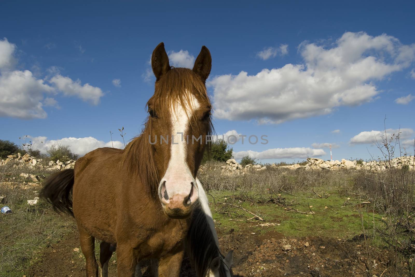 The horse raised his head and looks closely at the photographer 
