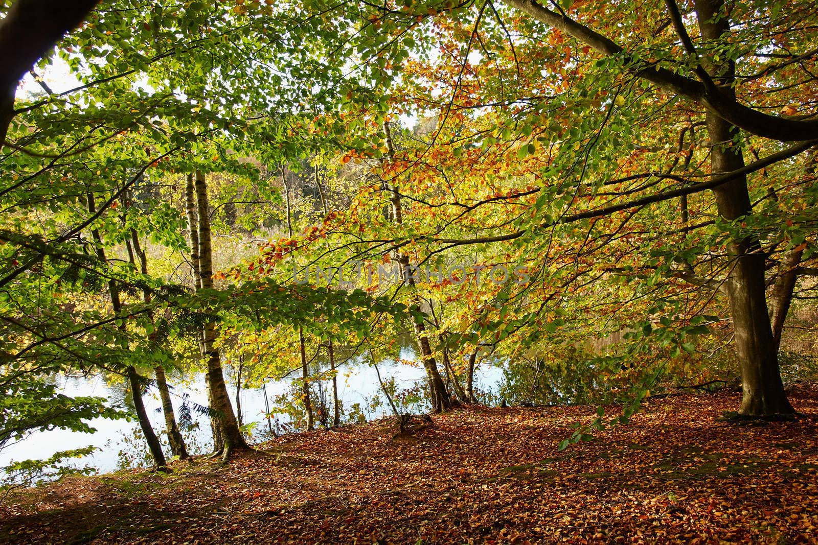 Red yellow and colorful autumn fall colors in the forest classical nature outdoors image
