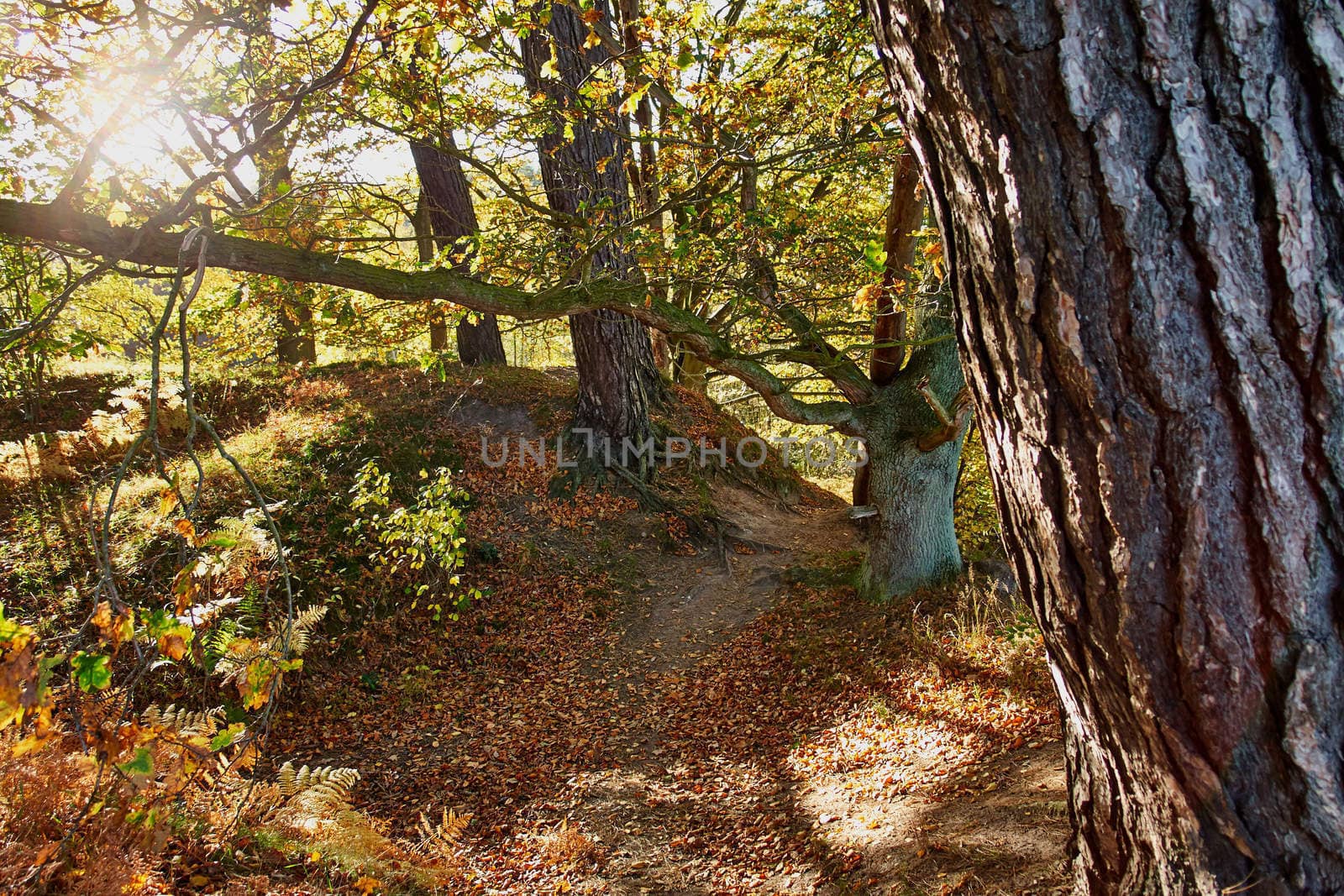Red yellow and colorful autumn fall colors in the forest classical nature outdoors image